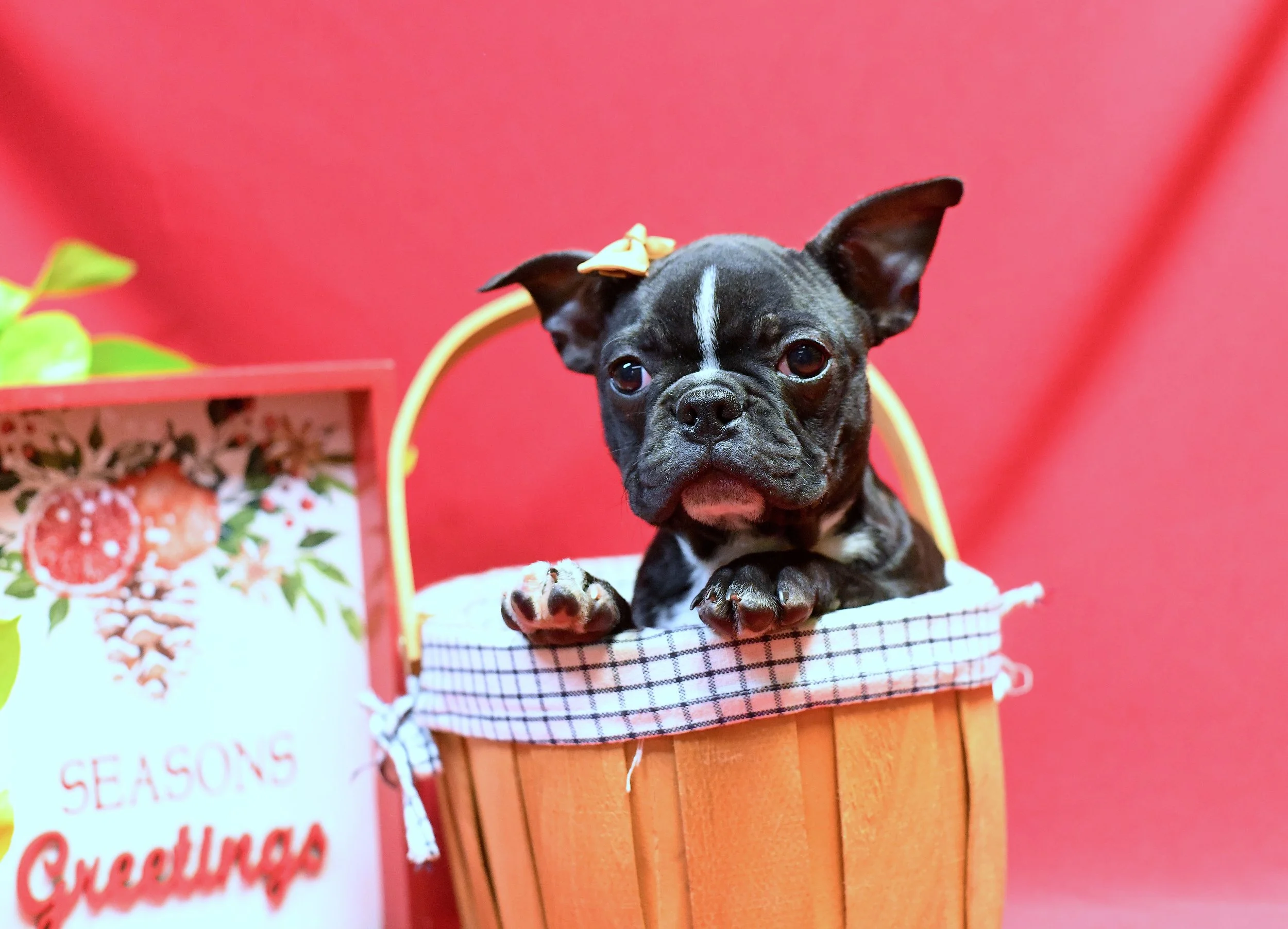 Nena-AKC Boston Terrier Female