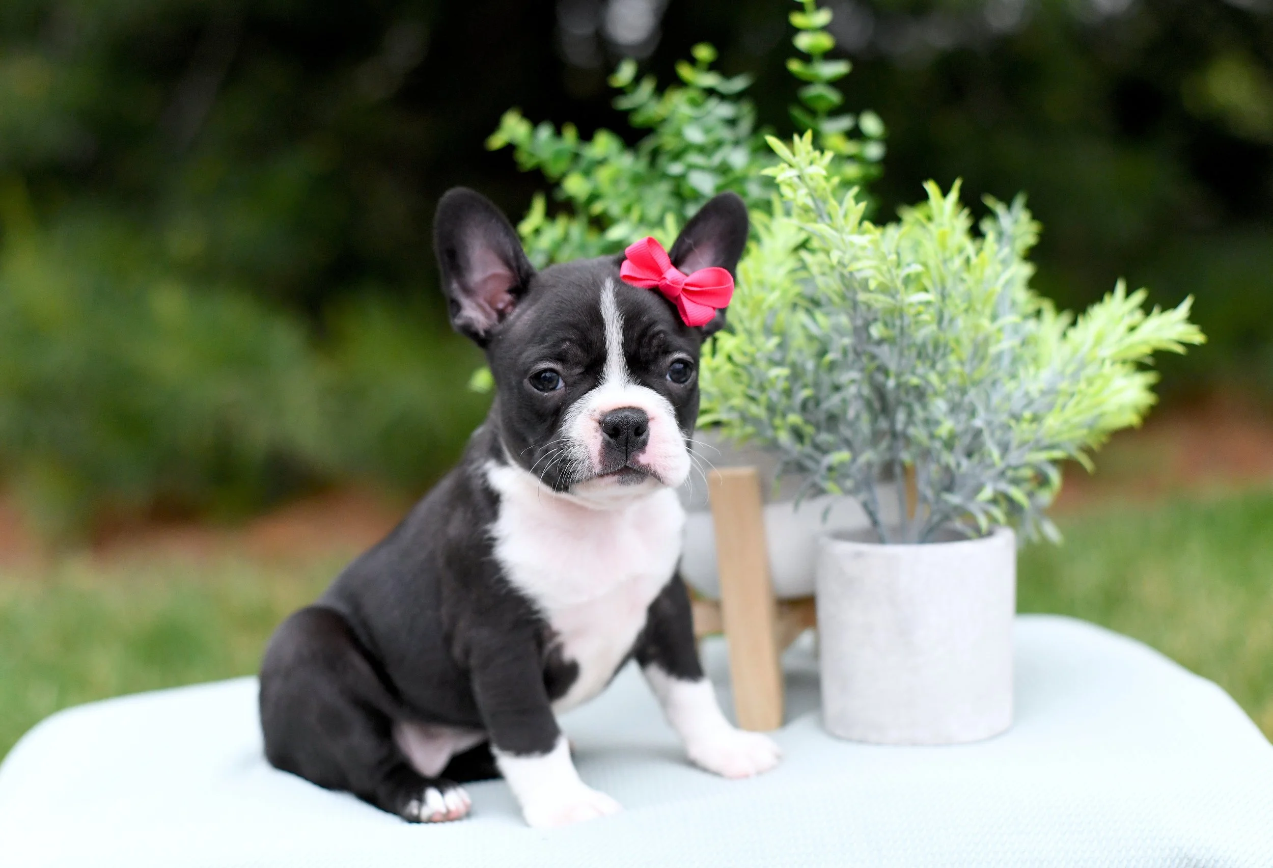 A black and white AKC Boston Terrier puppy with a pink bow on its head, bright eyes, perked ears, sitting on a white surface next to two potted plants, with a blurred outdoor background.