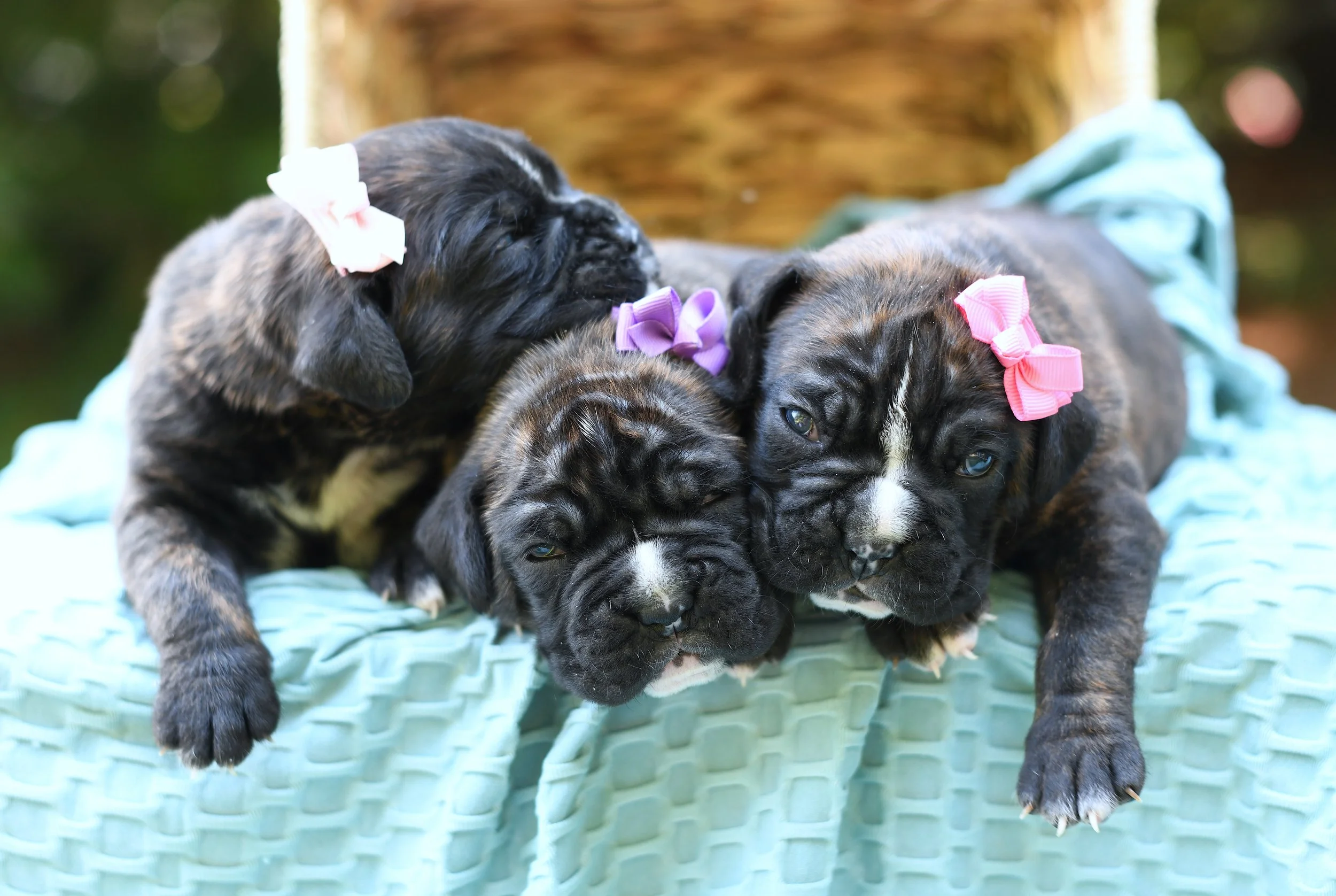 Three brindle boxer puppies with white markings and colorful bows lying on a light blue blanket in a basket on a warm sunny day.