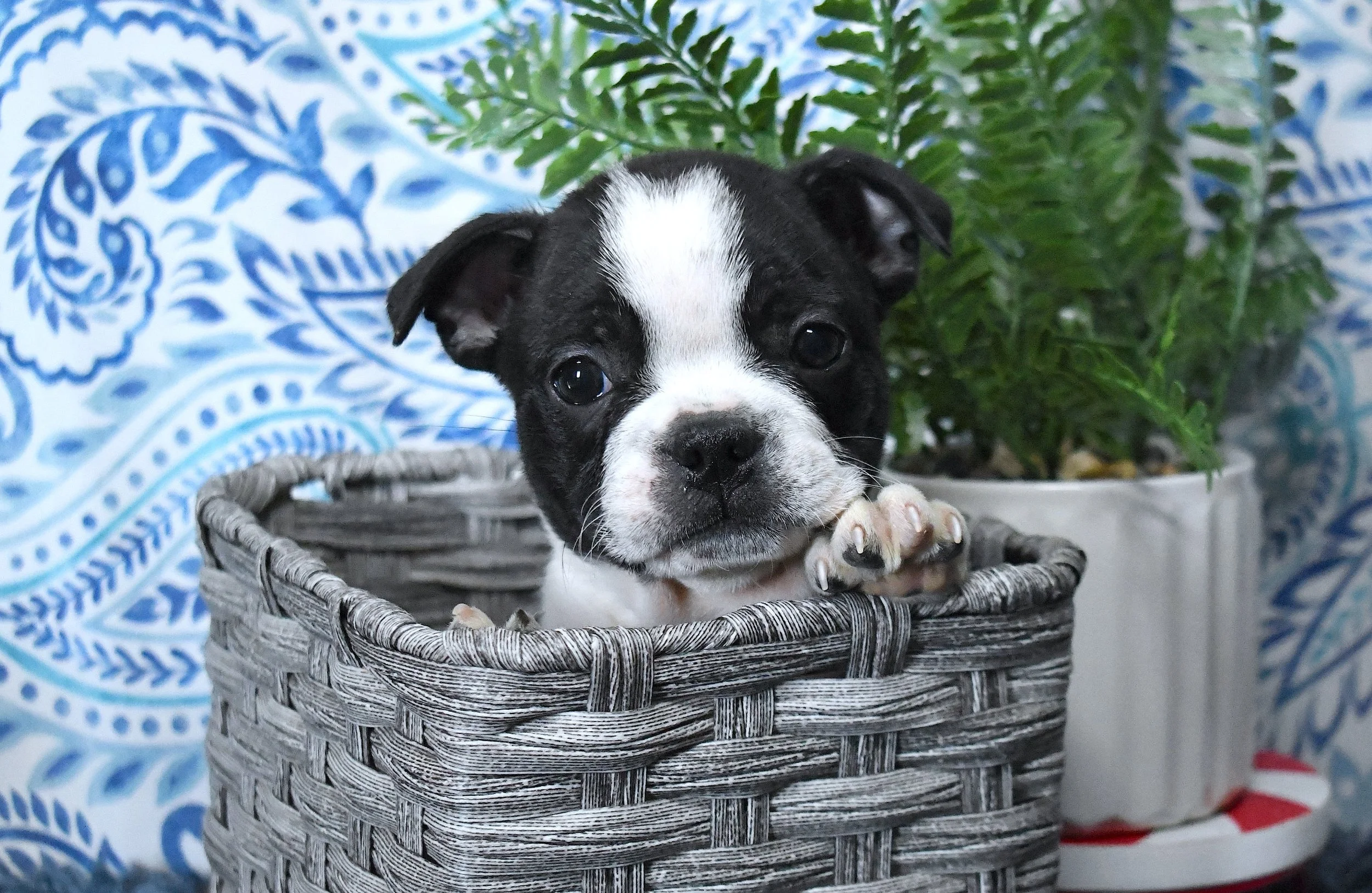 Miles- AKC Boston Terrier Male