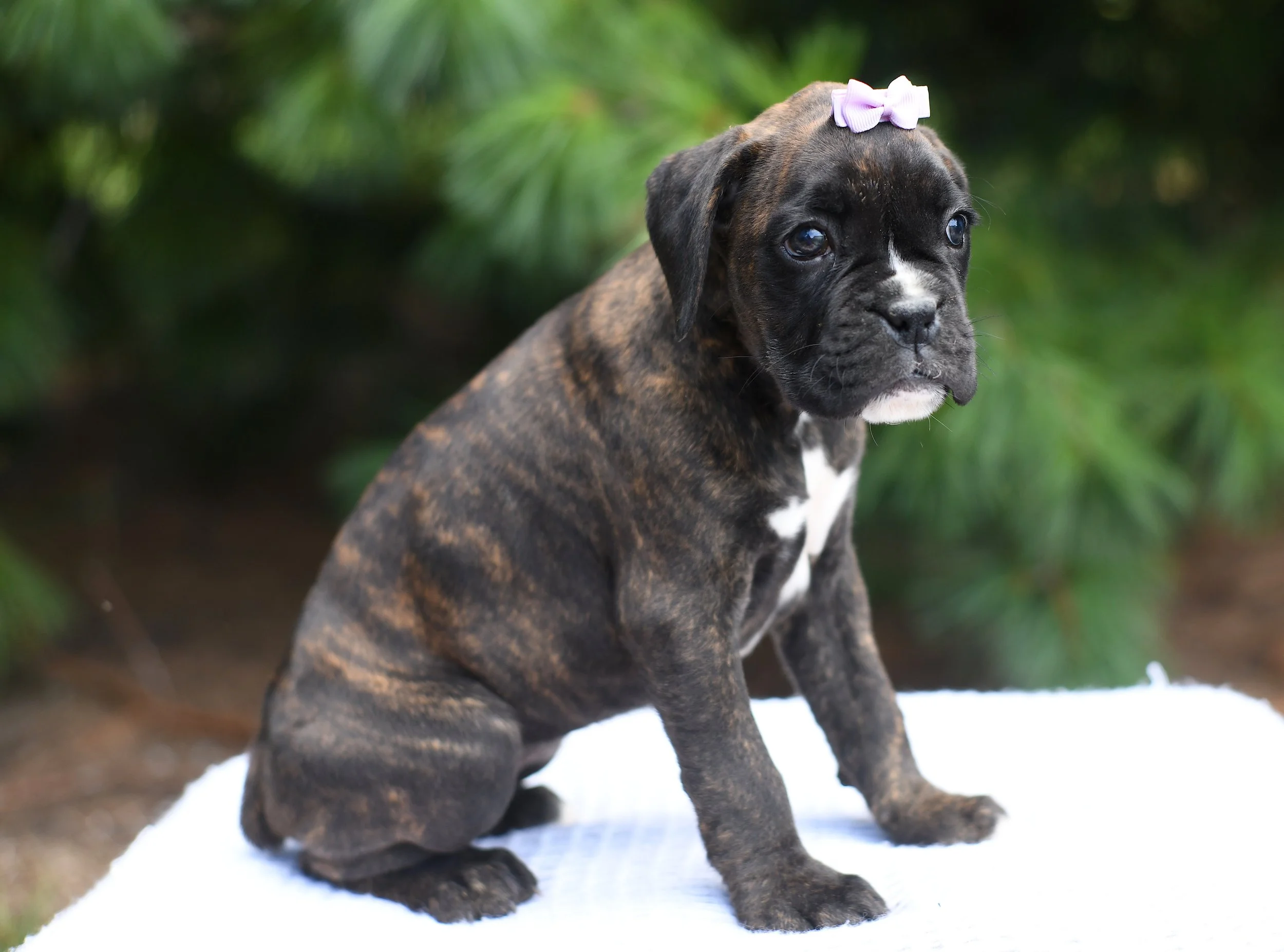 Donna brindle AKC boxer female with a content facial expression sitting with greenery in the background