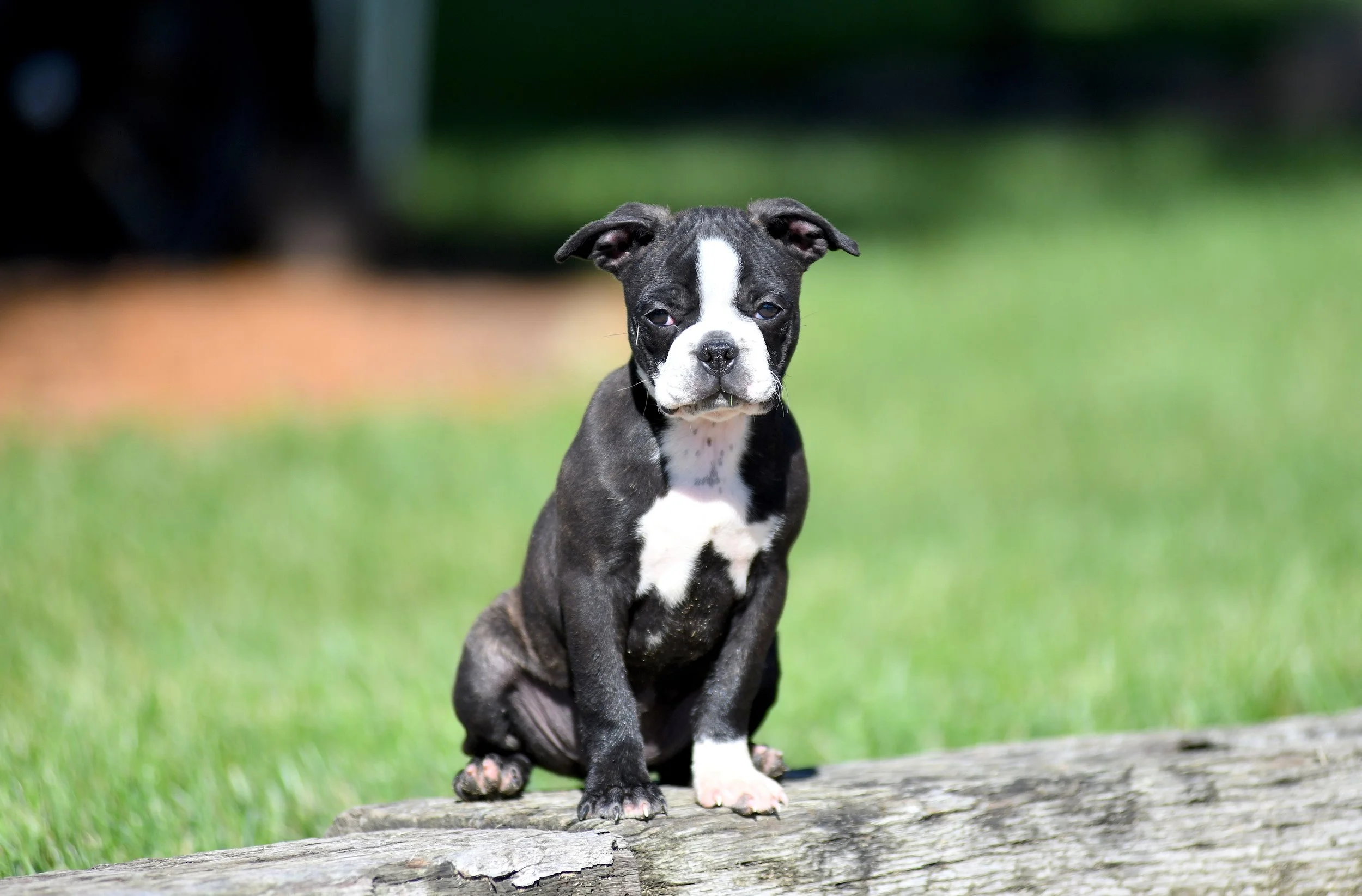 black and white AKC Boston Terrier female sitting on a log with a green background with an intrigued expression