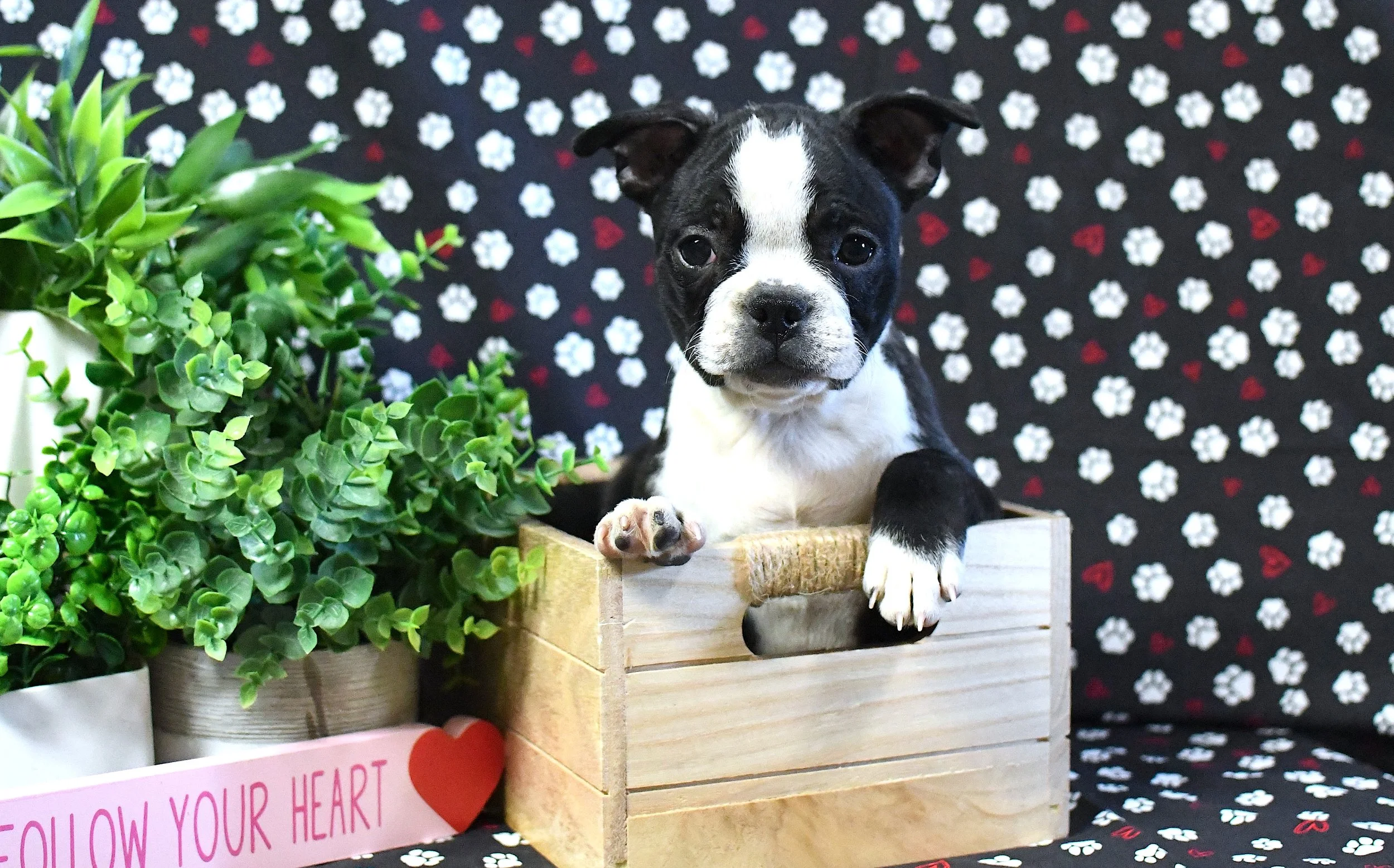 A black and white Boston Terrier  puppy with a white face and black spots, sitting in a small wooden crate, next to two potted plants, against a black background with white and red hearts and flowers. AKC registered!