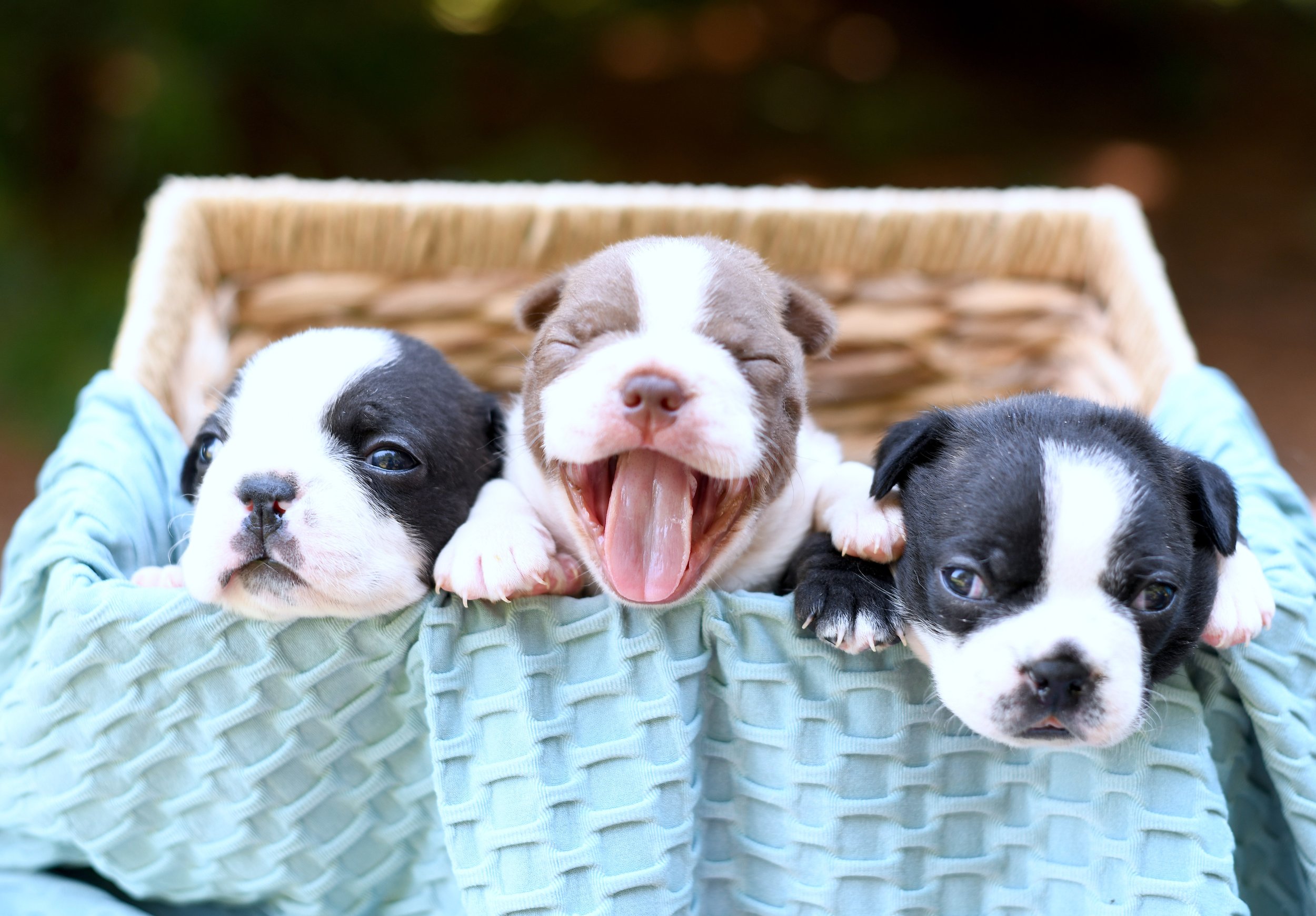Three beautiful black and white and red and white AKC Boston Terrier puppies, one yawning, held closely together in a wicker basket in the background blurred.