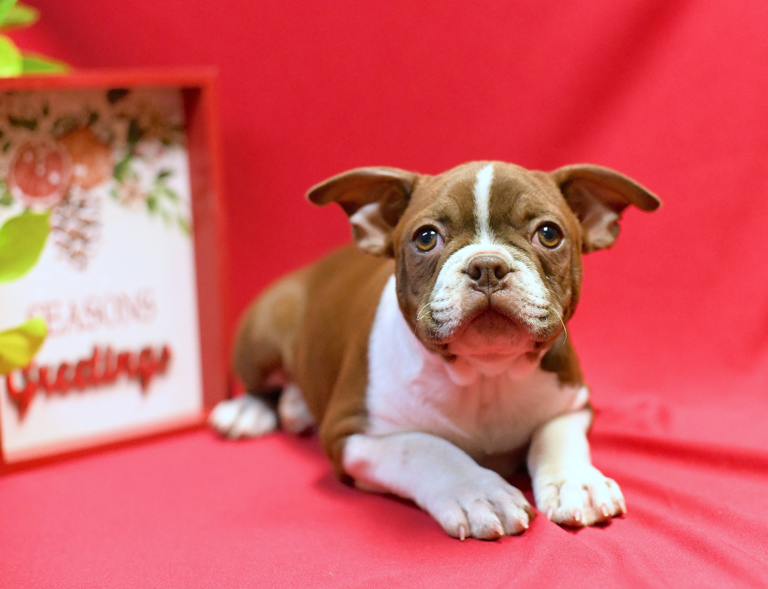 Nissan- AKC Boston Terrier male