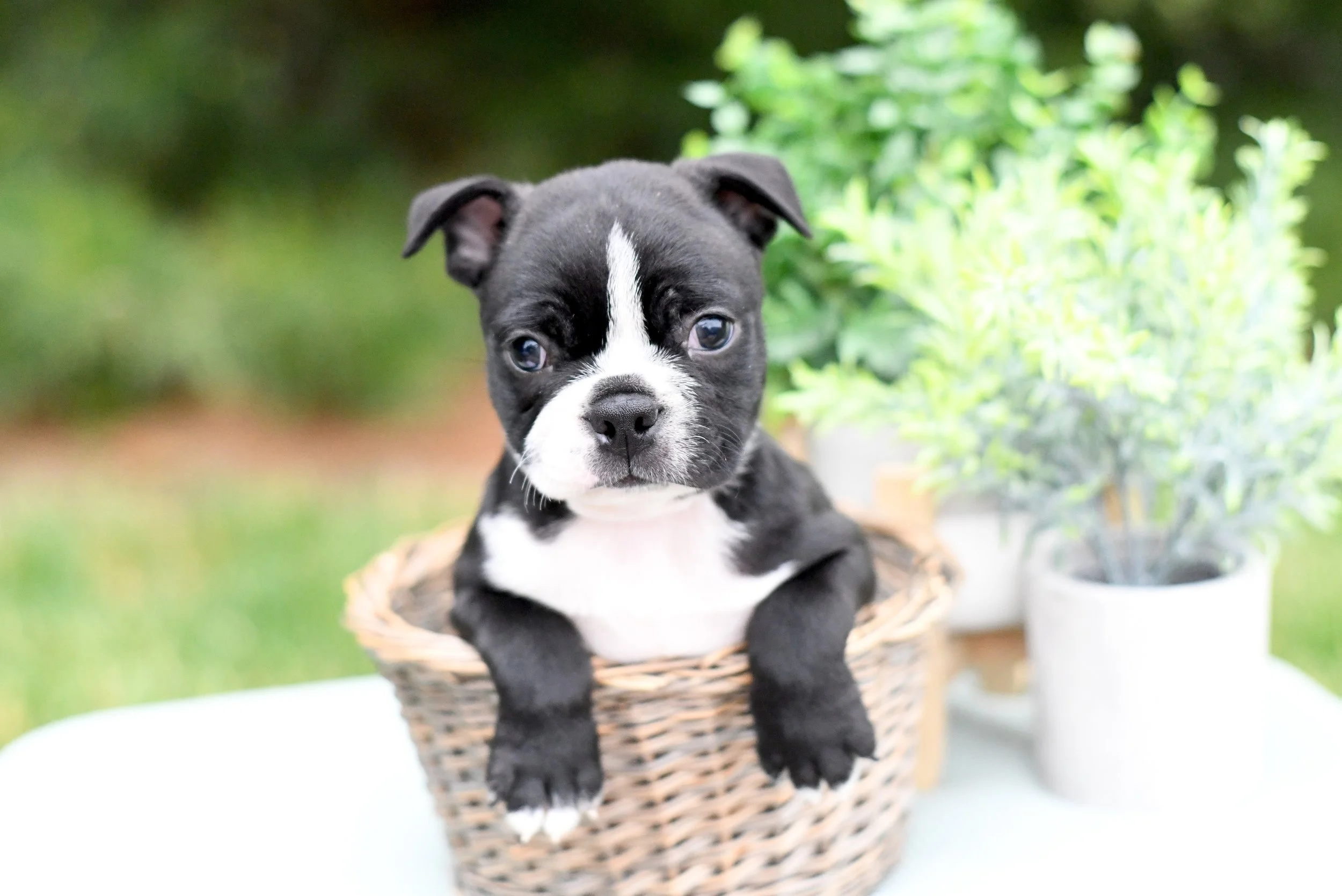 Brett- AKC Boston Terrier $1600