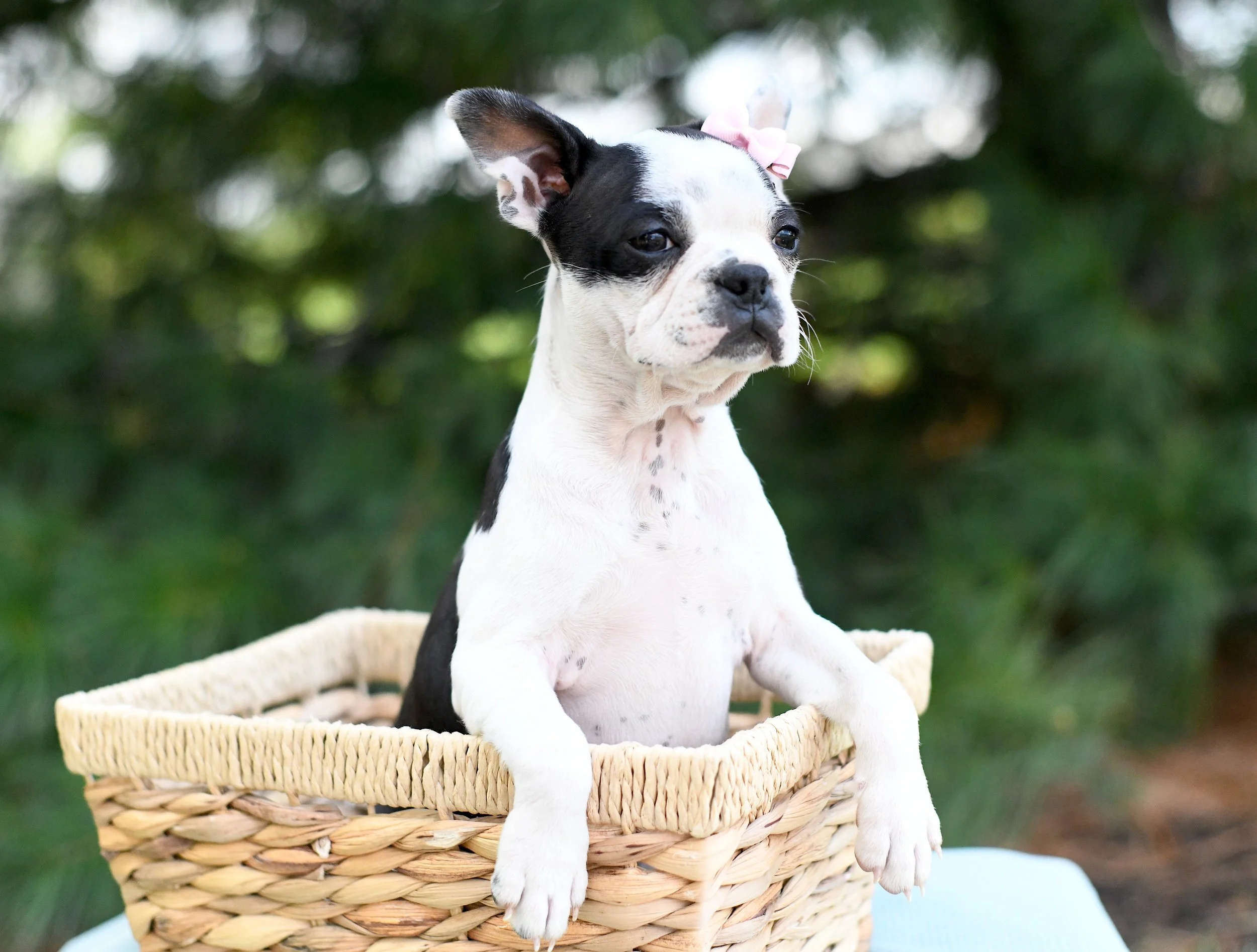 Ila AKC Boston Terrier