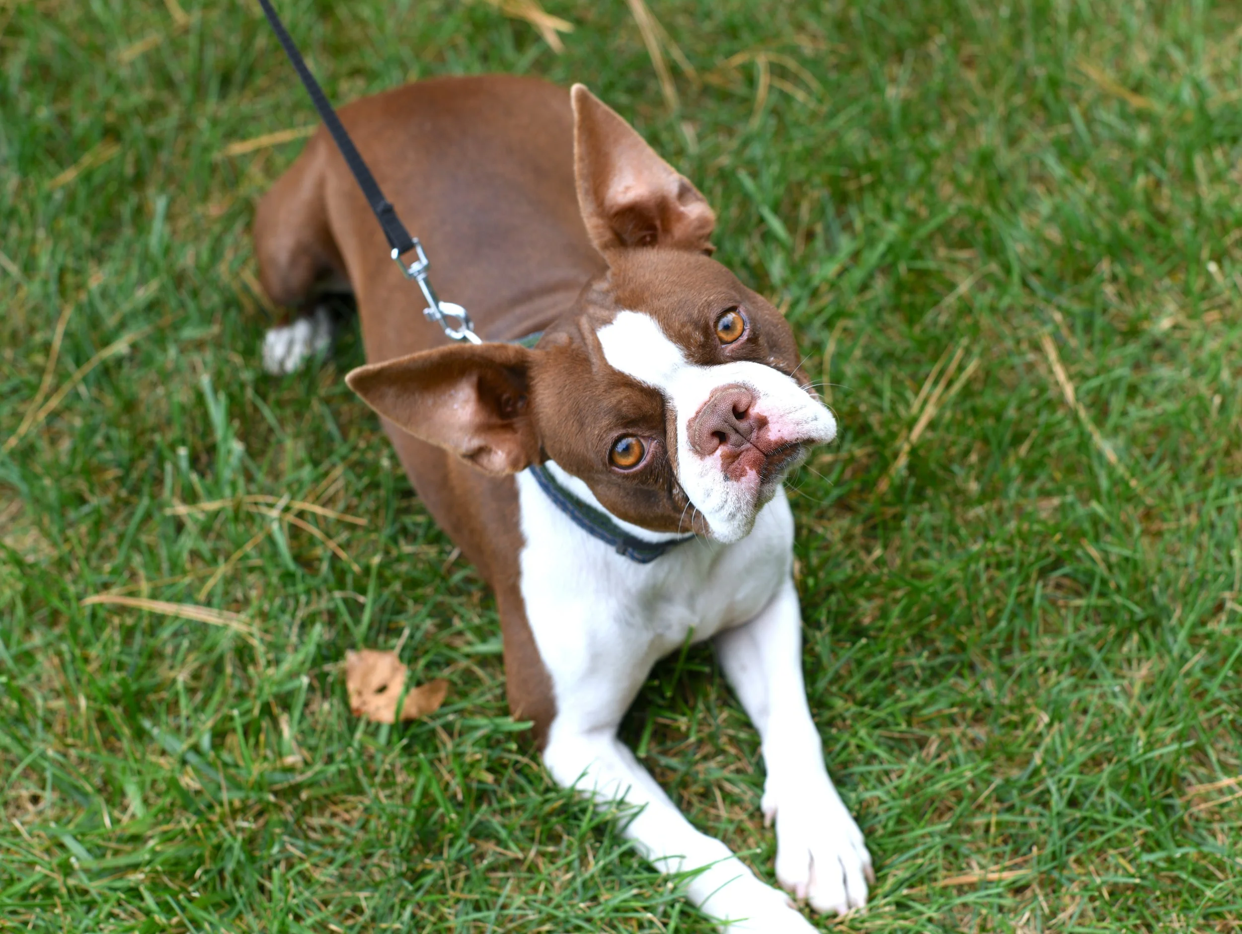 A red and white AKC Boston Terrier lying on green grass, looking up towards the camera with amber eyes.