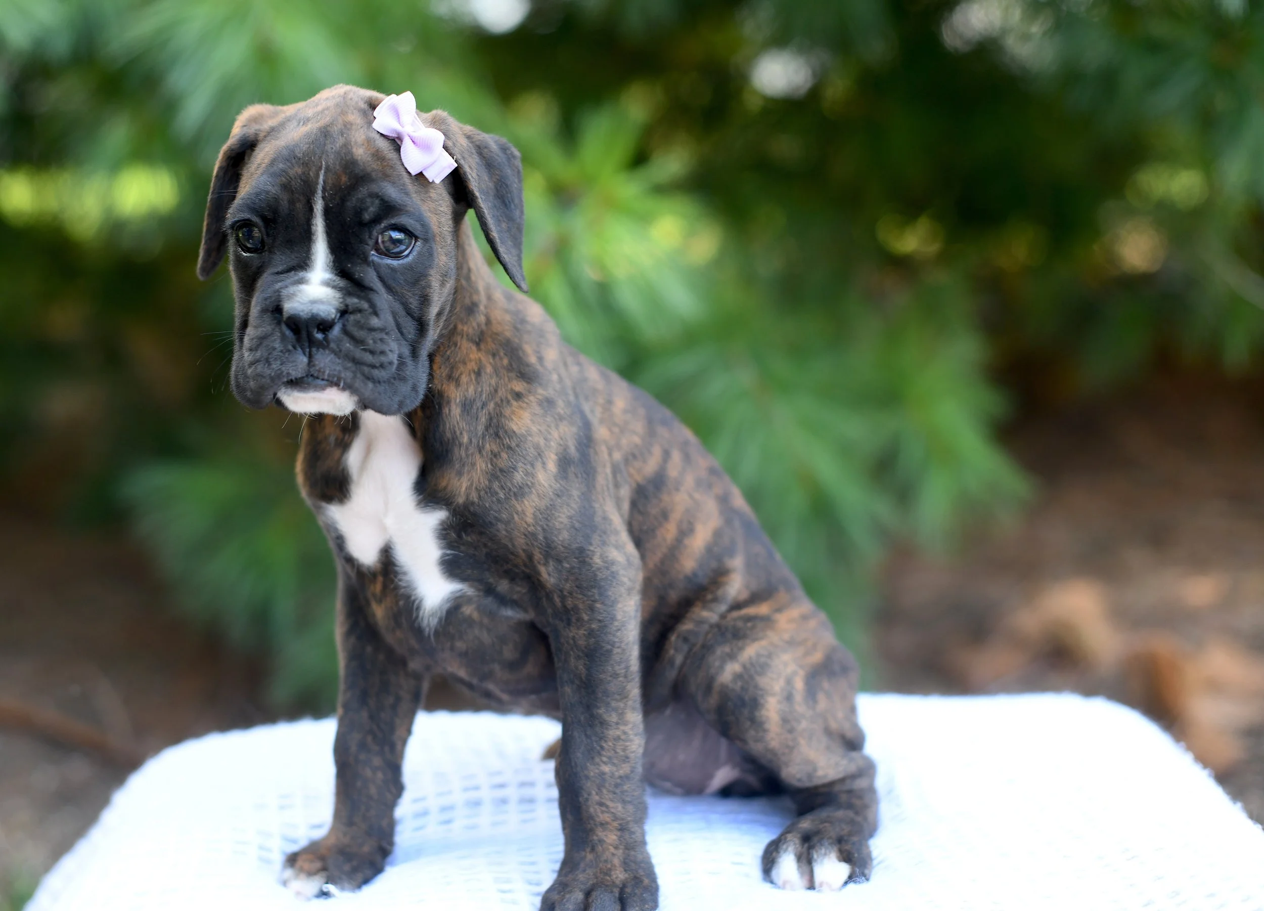 Denali AKC Boxer Female puppy looking for a wonderful home. Denali is in a brindle boxer posing on a white blanket with greenery in the background. She has a content expression.