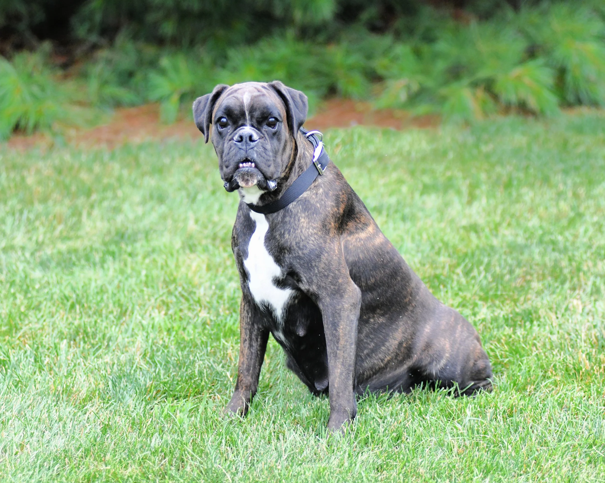 A brindle Boxer dog sitting on grass with a forest background. A brindle Boxer female sitting on grass with a forest background. A brindle Boxer female sitting on grass with an evergreen tree background. A brindle boxer sitting in the grass.