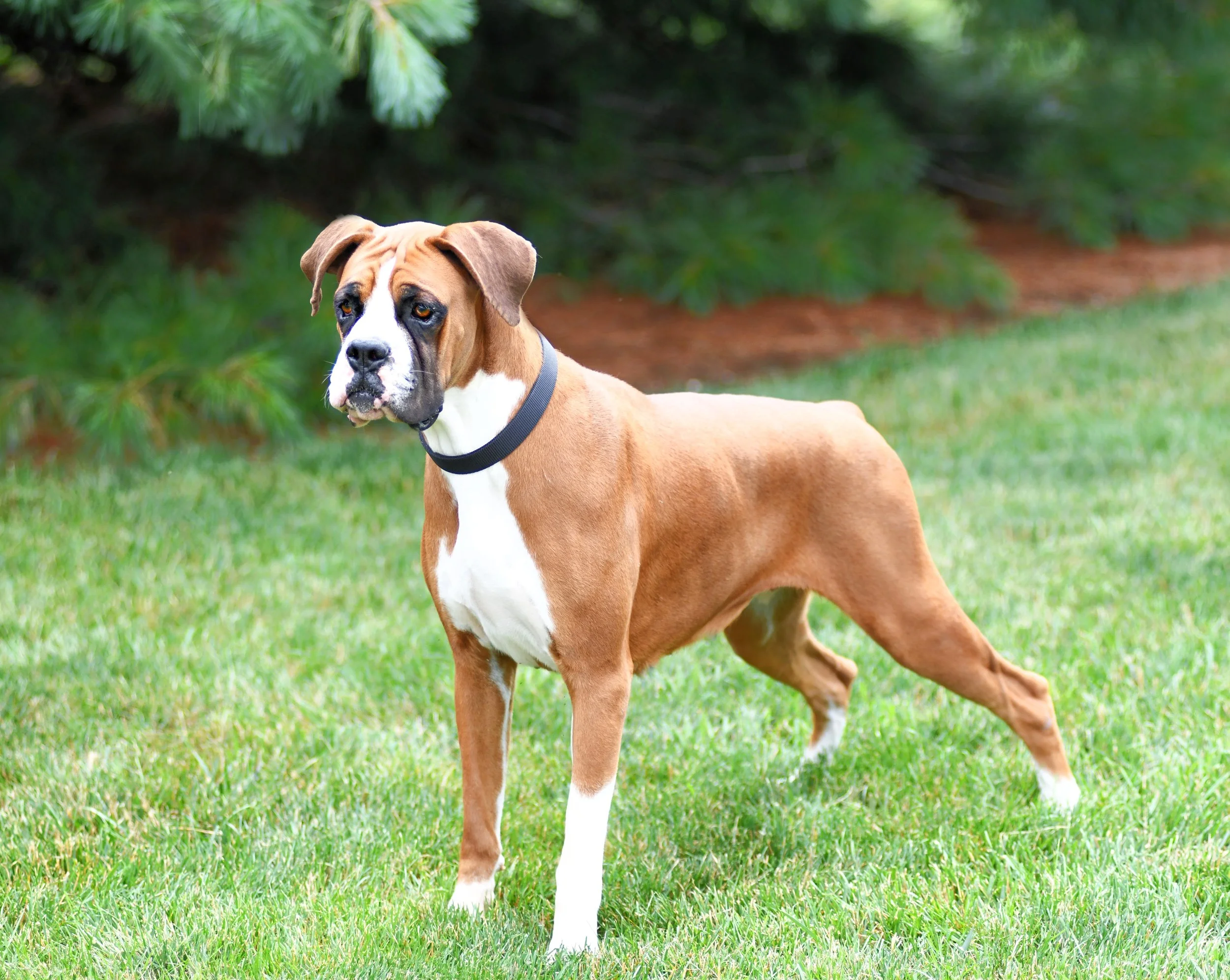 A brown and white dog, possibly a Boxer mix, standing on green grass with a background of green shrubs or trees. A fawn and white dog, a boxer, standing on green grass with a background of green shrubs or trees. A fawn boxer female. Fancy Fawn boxer.