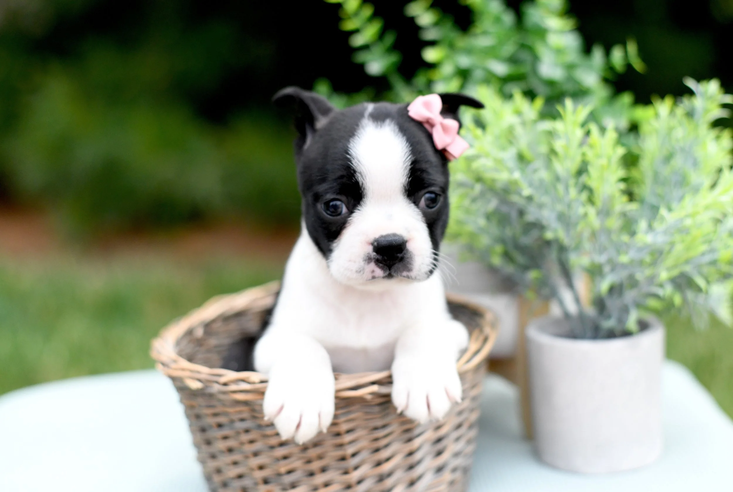 Bridget- AKC Boston Terrier $1700