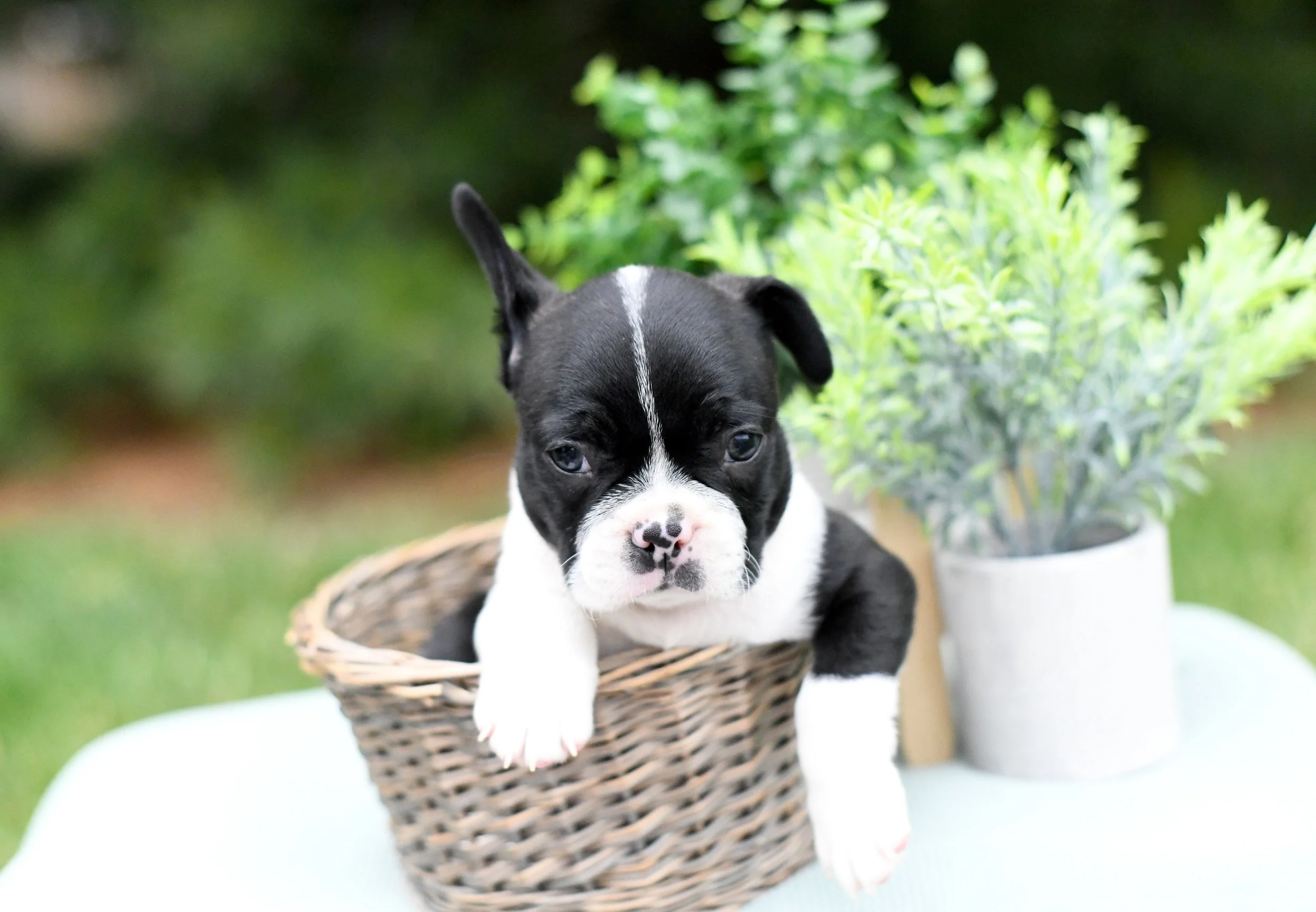 Boyd- AKC Boston Terrier $1600