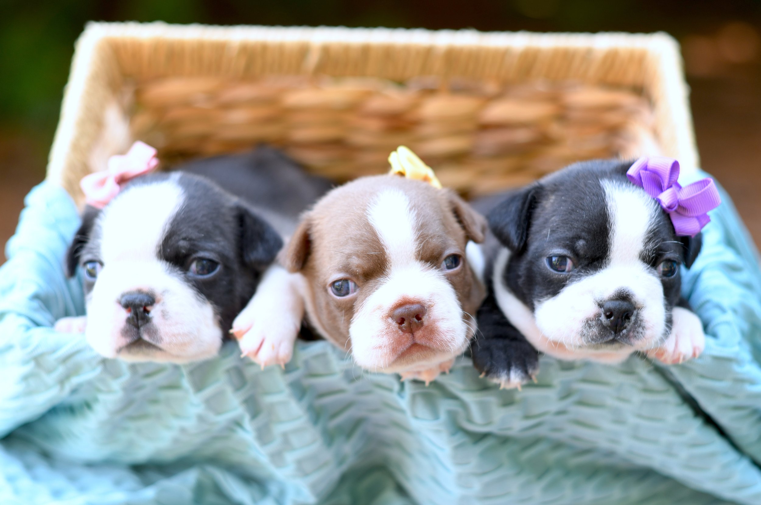 Three adorable black and white AKC  Boston Terrier puppies  lying in a wicker basket, each wearing a colorful bow on their head, with a blurred green background.
