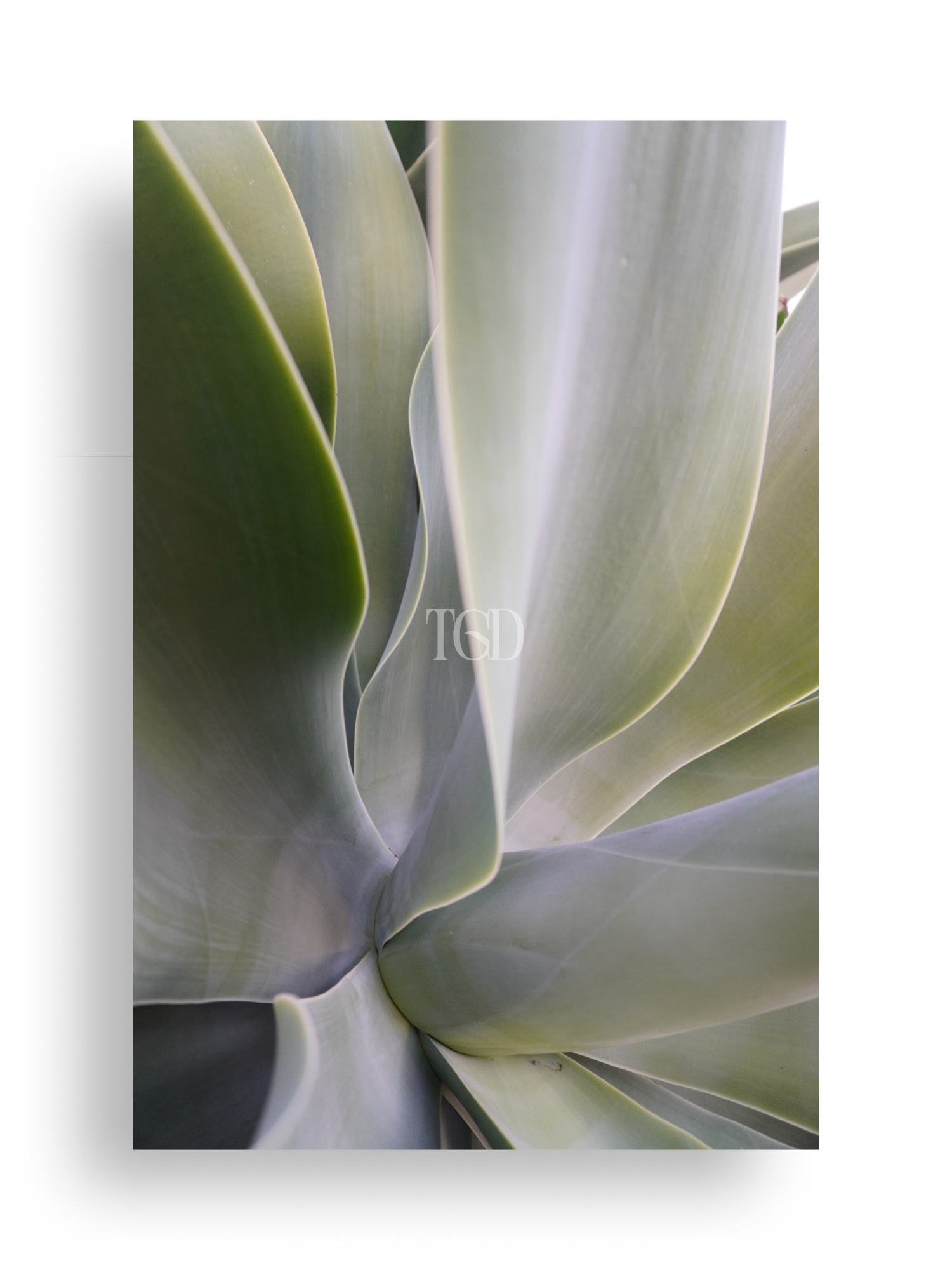 Premium Images: Botanic Silk No.1