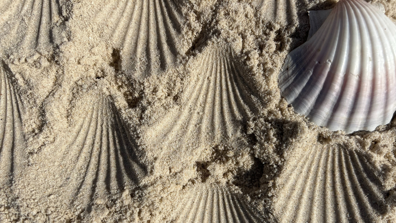 Close-up of sand and seashells with ridges on a beach.