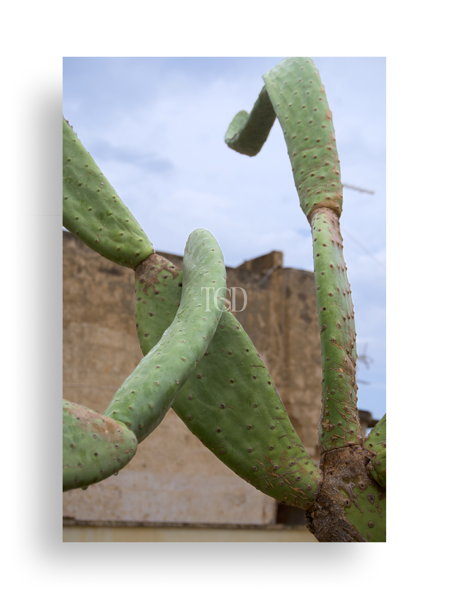 Cactus Resort
