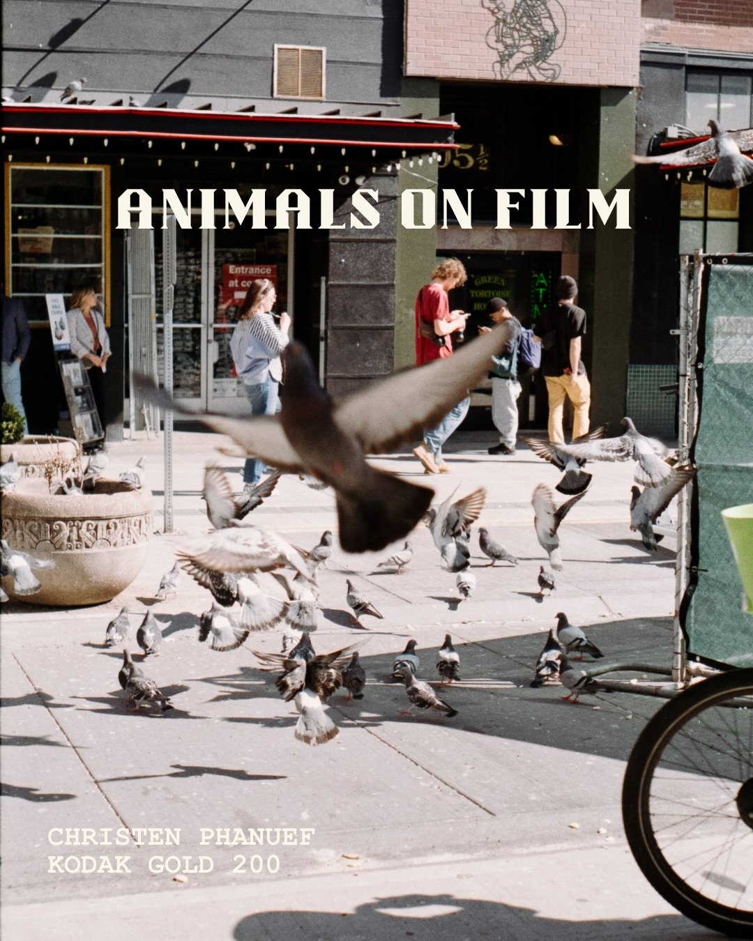 Cracked Film Lab presents: Animals on Film🎞️

Processed in house!🧪
📸 @chrisrosephaneuf @ropereaper 
@gert.rudy &amp; @themeless_transparency 

#filmlab #filmprocessing #filmdeveloping #shootfilm
#35mmfilm