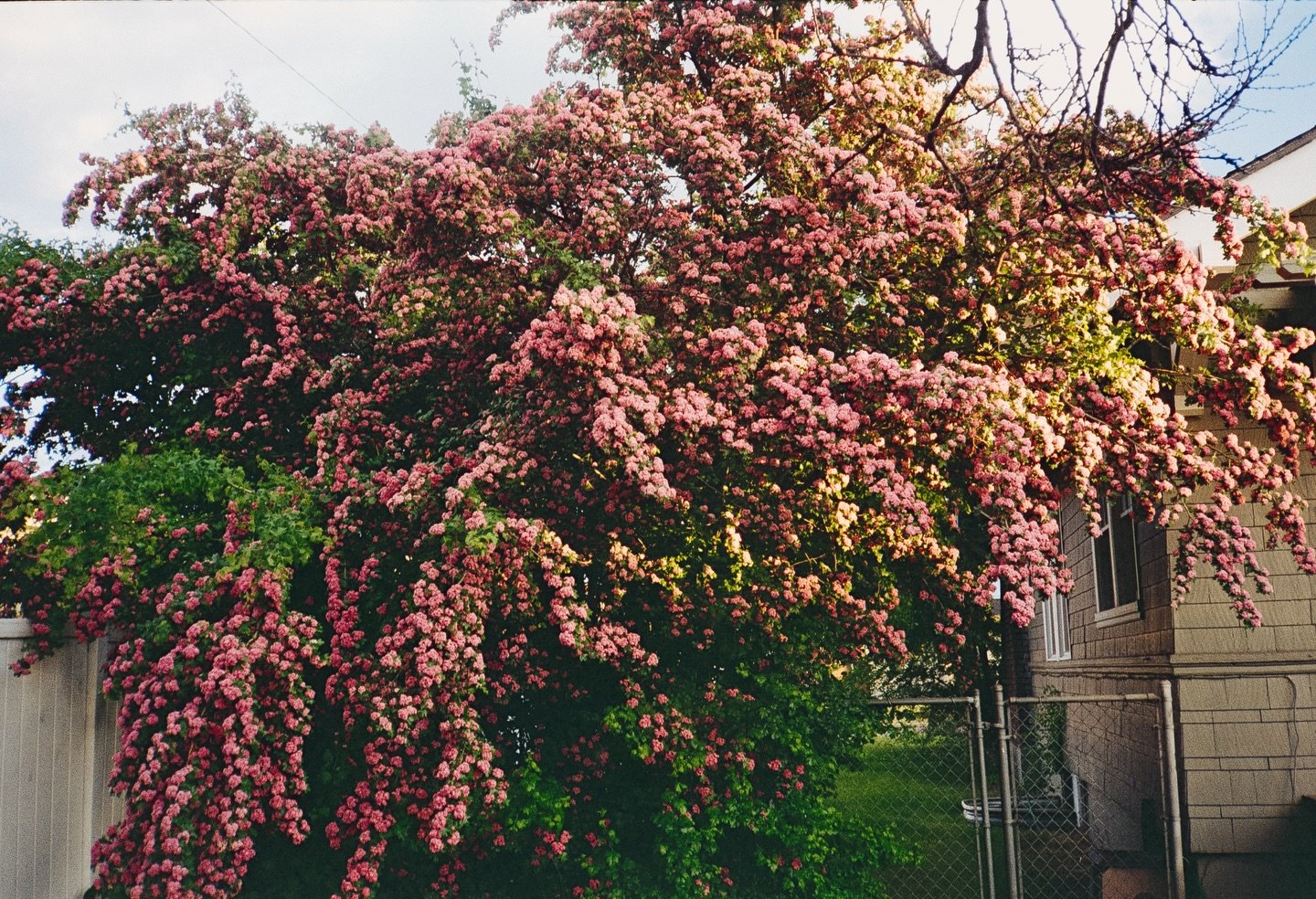 Processed in-house!🧪
📸 Bo Breeze @ropereaper 
🎞️ Kodak Gold 200

#filmlab #filmprocessing #filmdeveloping #shootfilm #35mmfilm