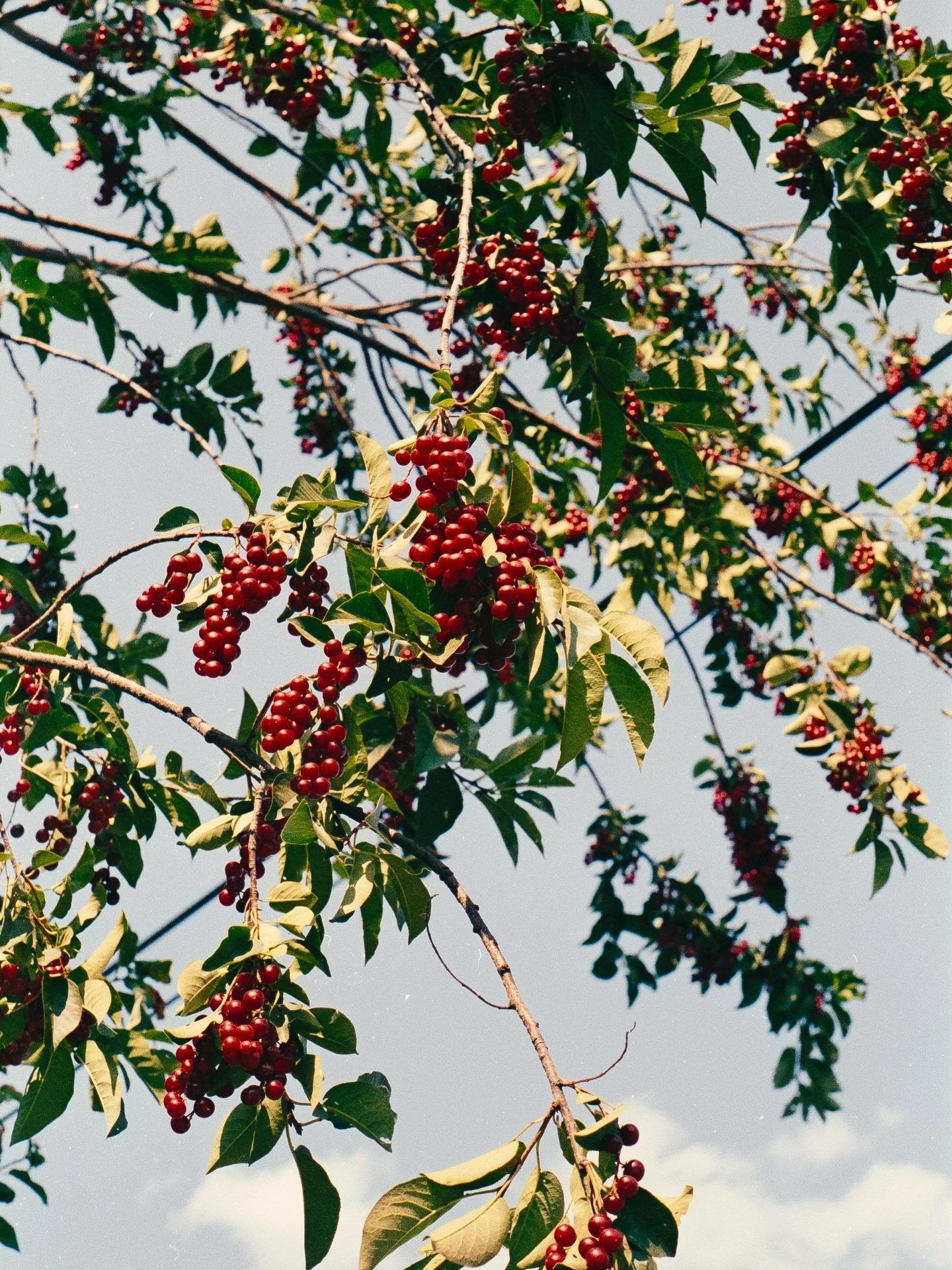 Sweet like a berry

Processed in-house!🧪
📸 @chrisrosephaneuf 
🎞️ Kodak Gold 200

#filmlab #filmprocessing #filmdeveloping #shootfilm #35mmfilm