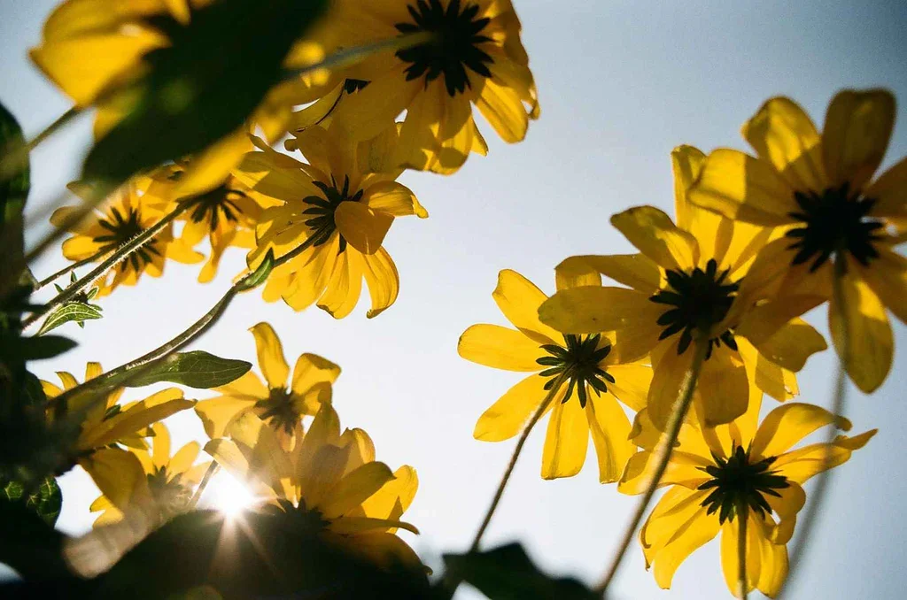 sample-image-flowers-kodacolor-100_1024x1024.jpg.webp