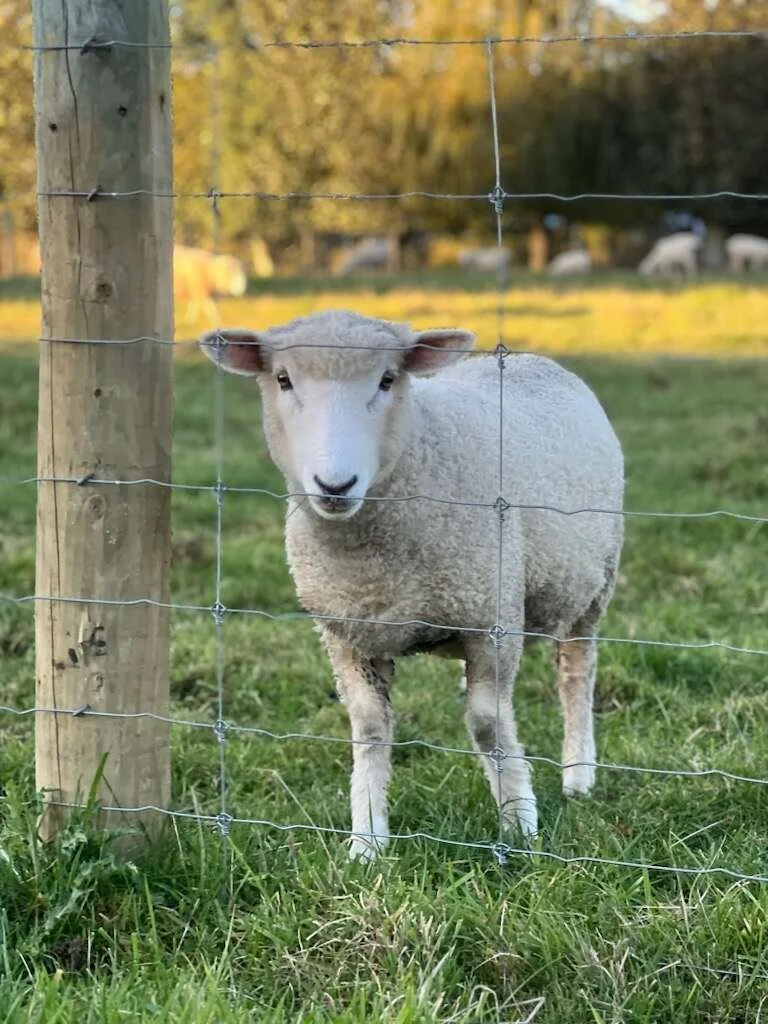 The Best Farm Visit in Christchurch: Meet Friendly Farm Animals and Experience Authentic Kiwi Country Life