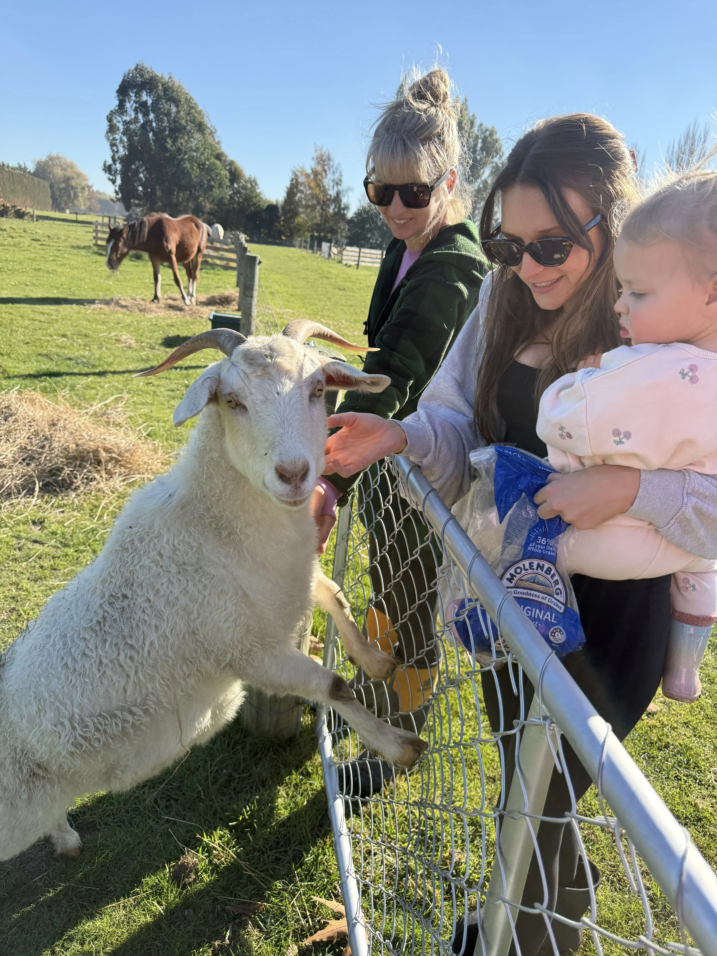 Tourists enjoying an authentic New Zealand farm experience only 20 minutes from Christchurch city
