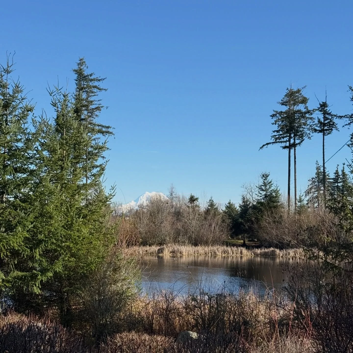 🌲 PNW perk right across the street 🌲

Did you know one of Lacey&rsquo;s coolest little nature escapes is less than 1,000 feet from the taproom?

The Hawks Prairie Reclaimed Water Ponds sit directly across the road and offer peaceful walking trails,