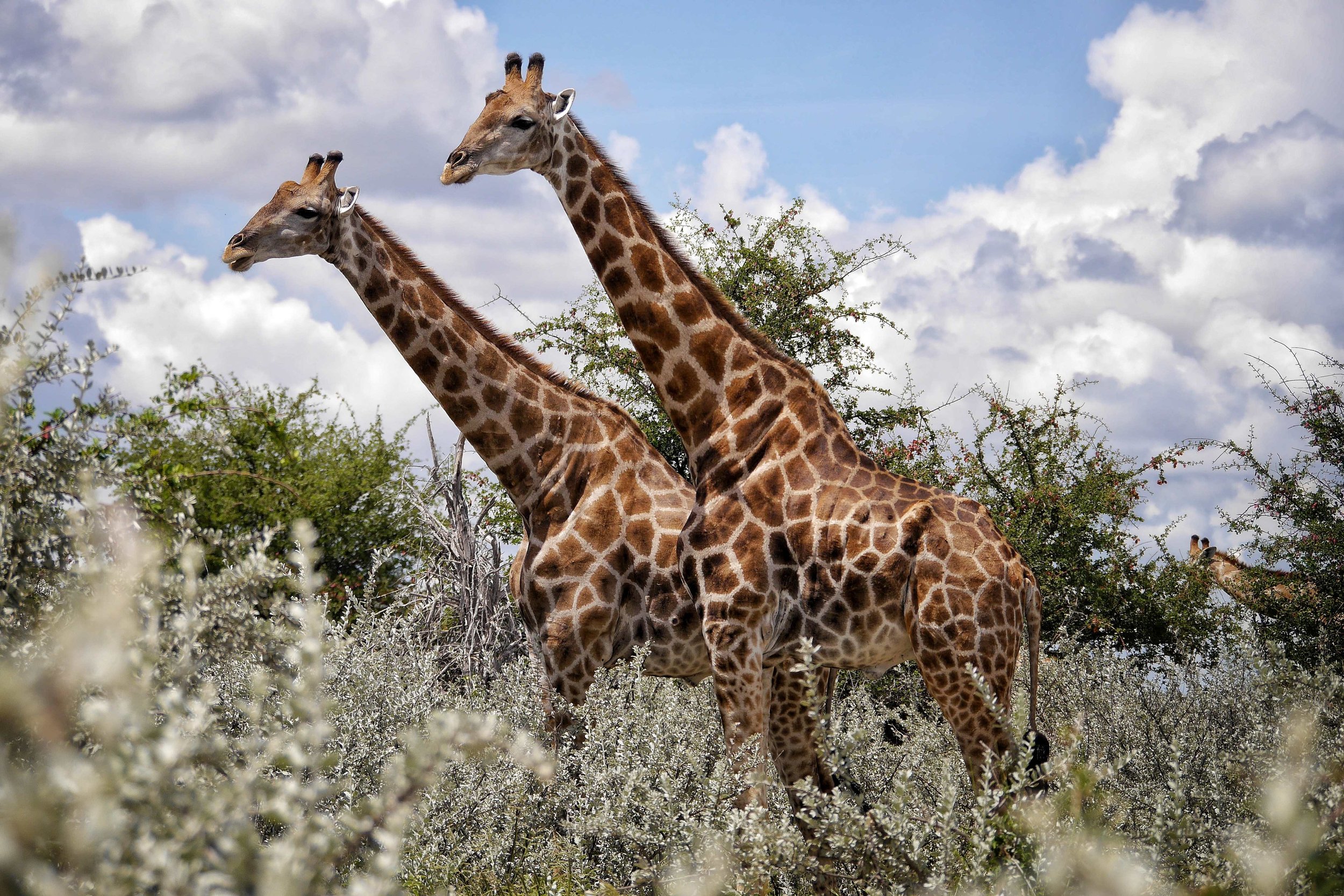 African Outrides Horse Tours and Safaris