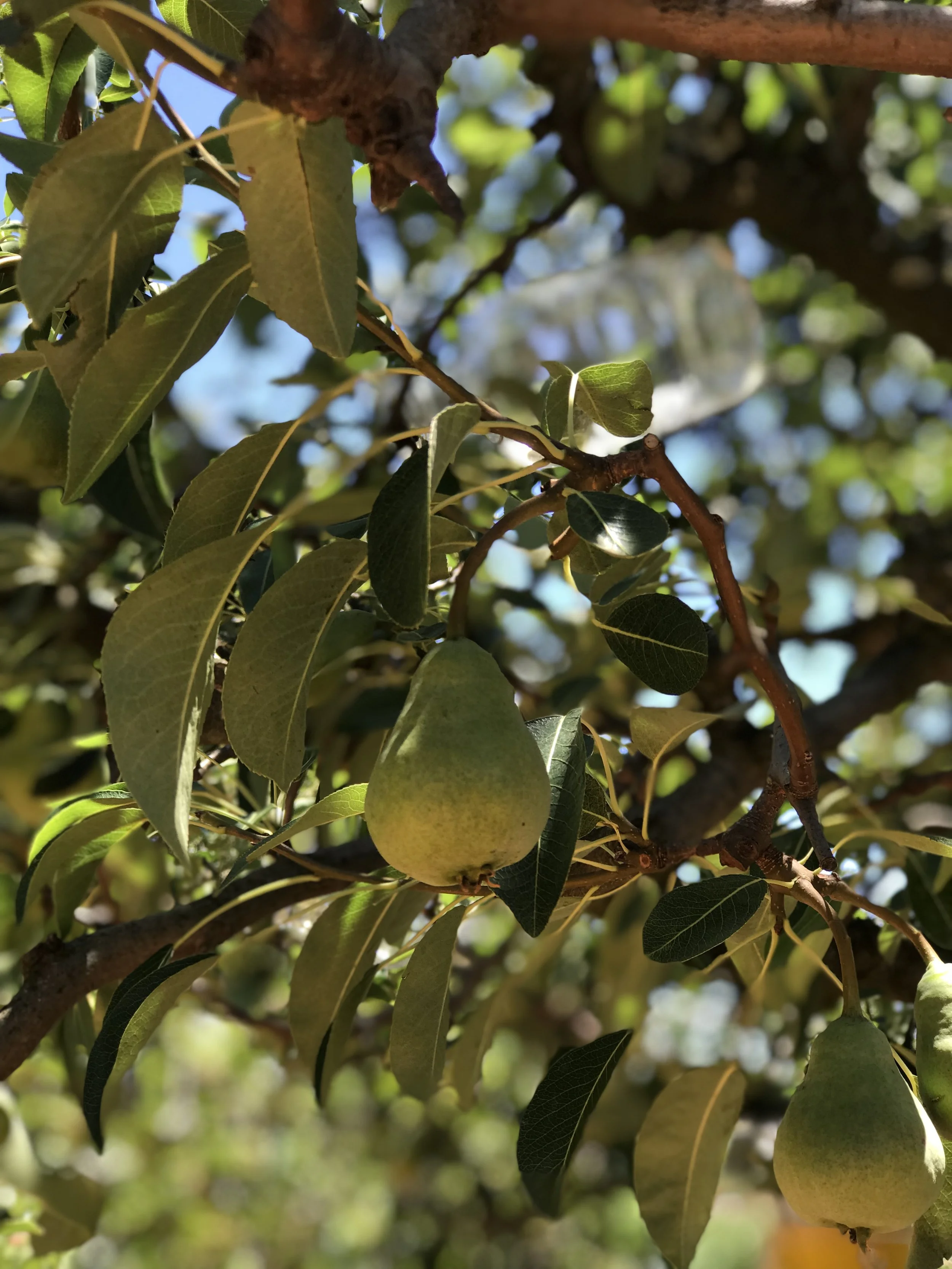 South Africa // Simondium // Babylonstoren