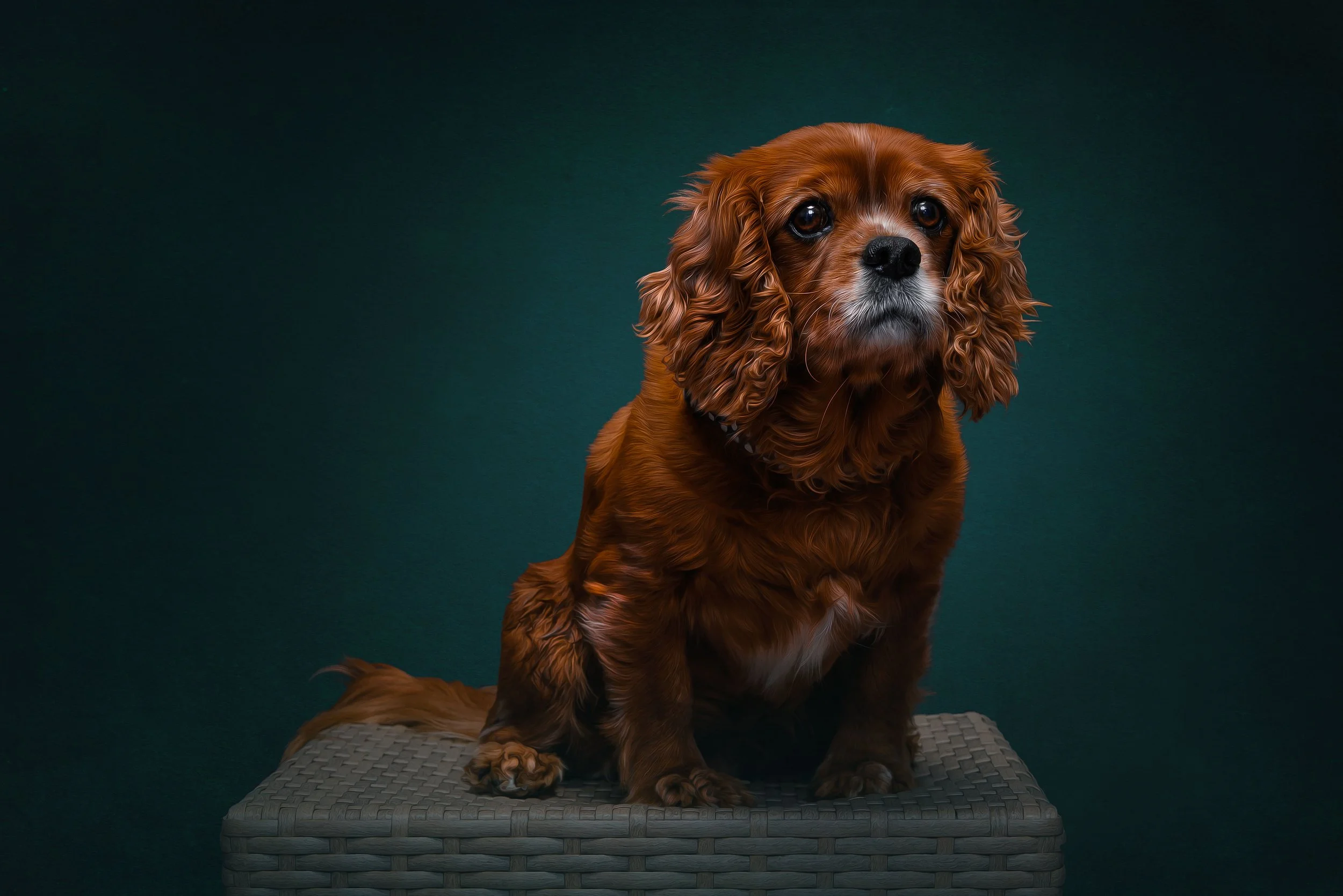 winnie-2.jpg