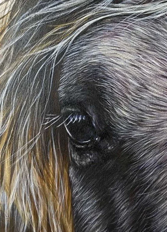 Nahaufnahme eines Hundes mit Fokus auf das Auge und das Fell.