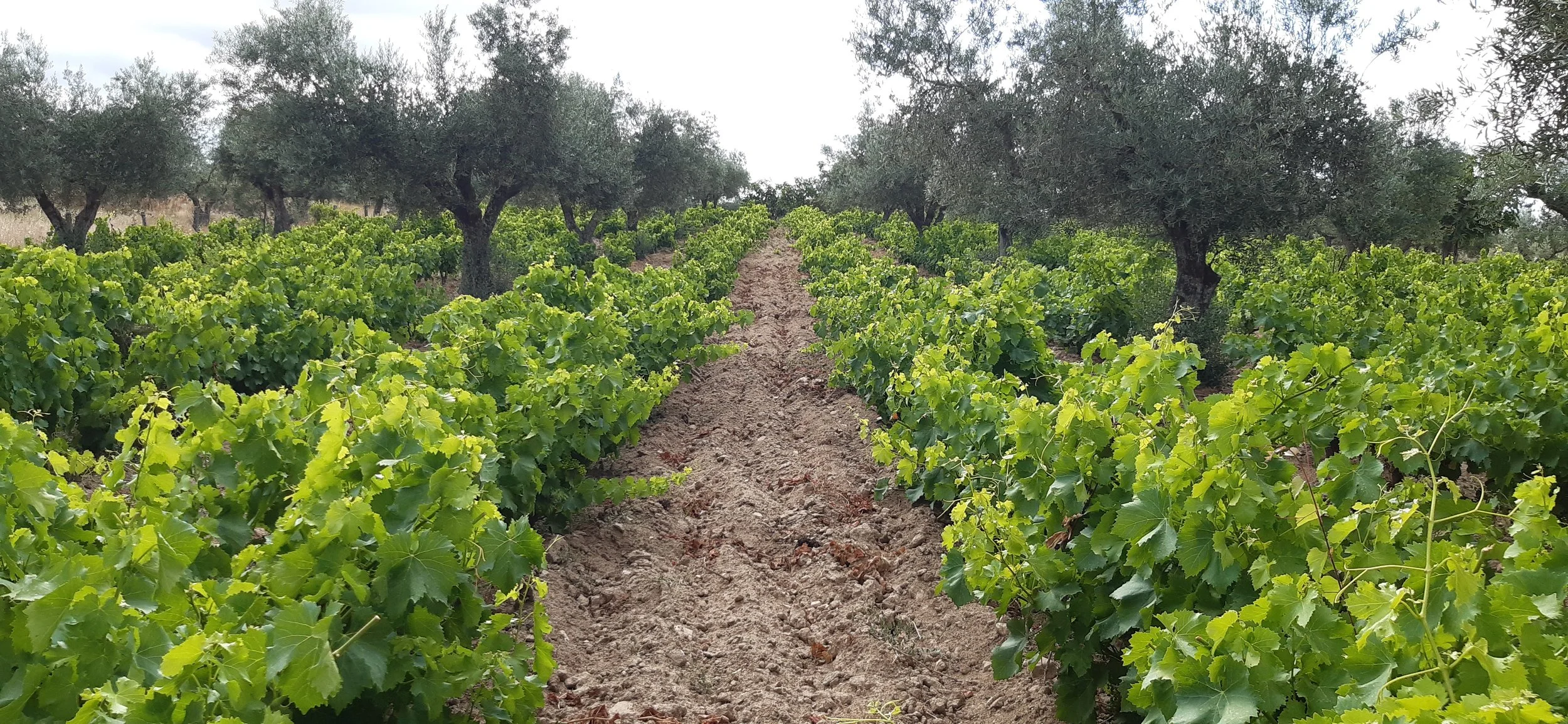 Vitícola Mentridana