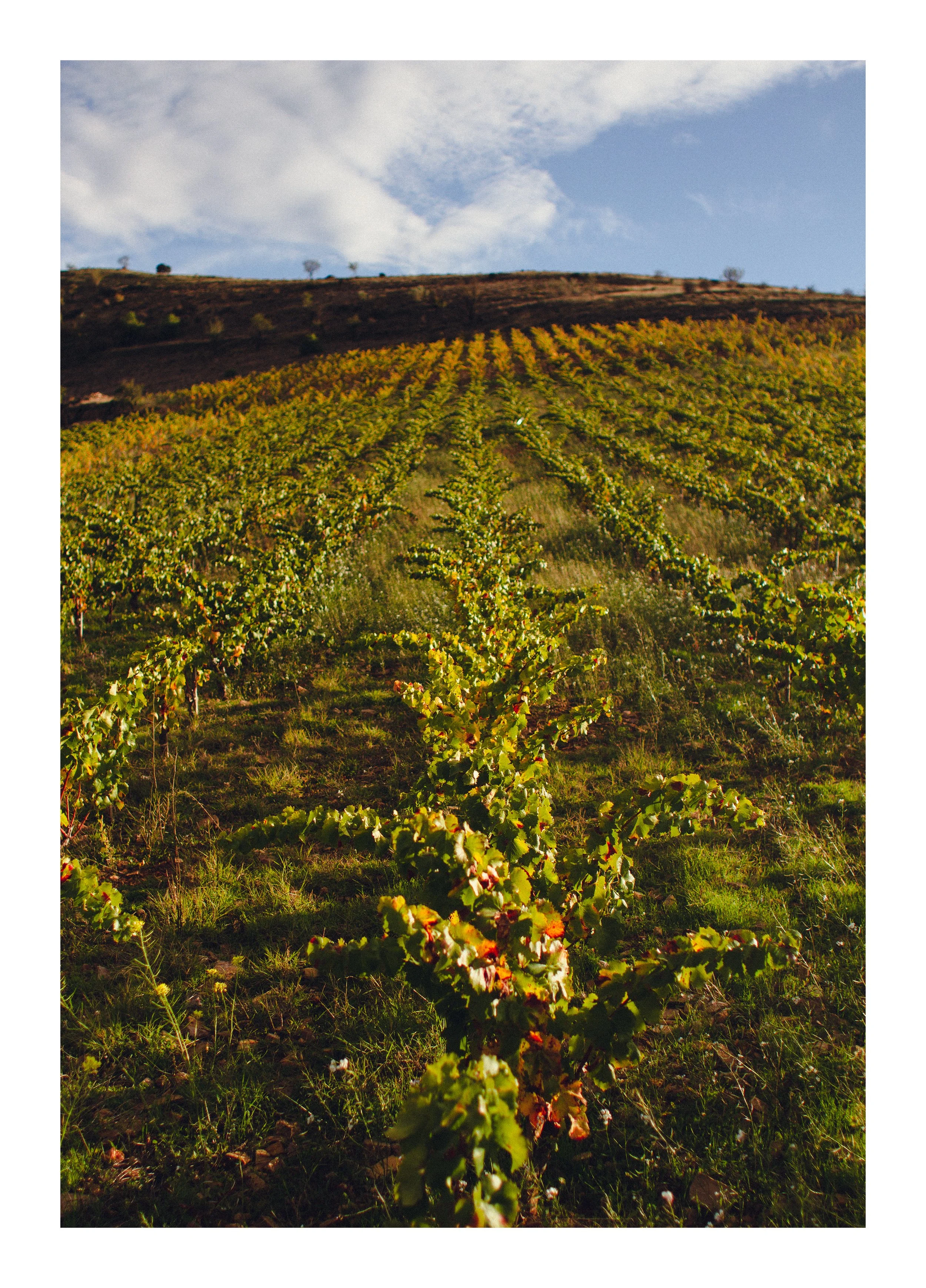 Jorge Temprado Viticultor