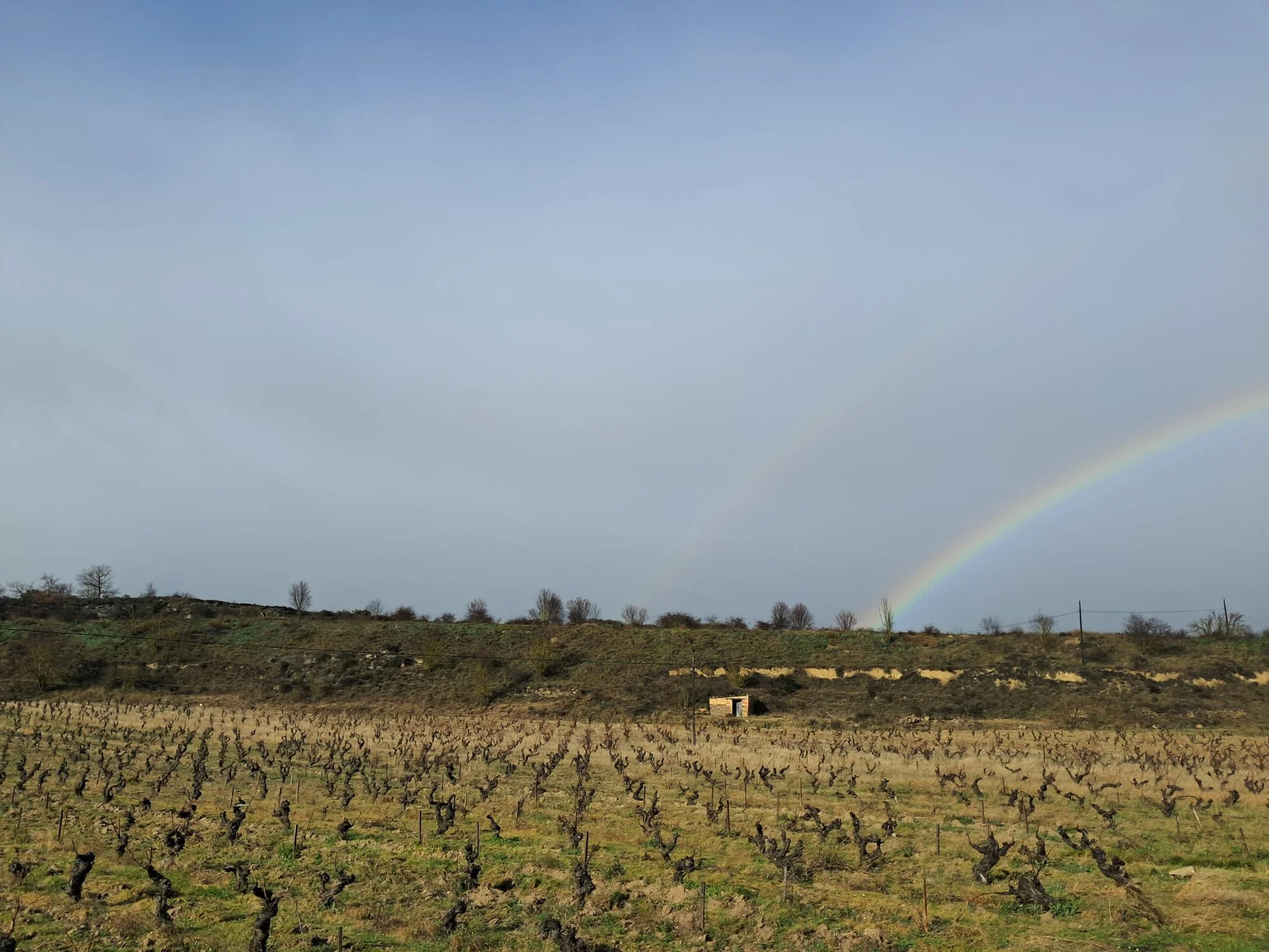 Guardianes del Reyno