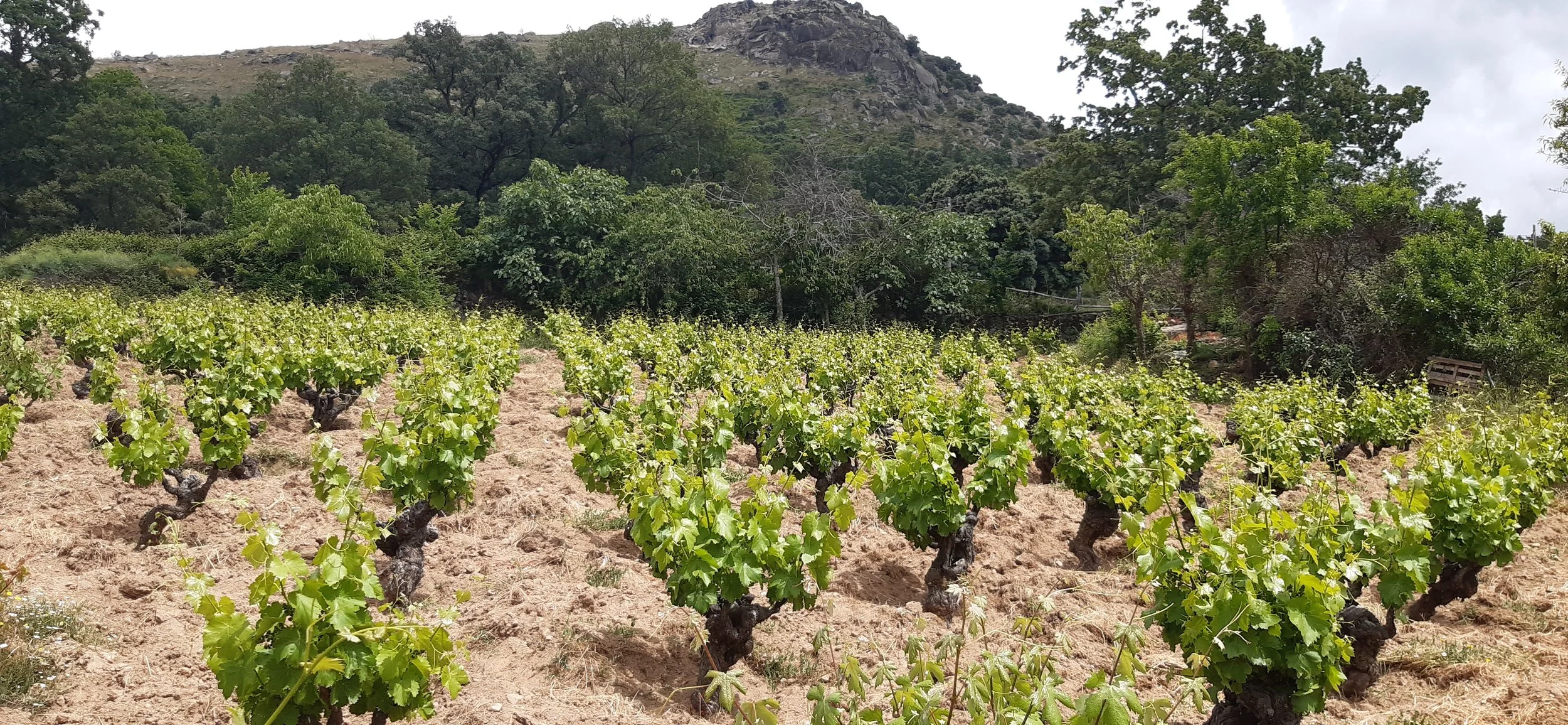 Vitícola Mentridana