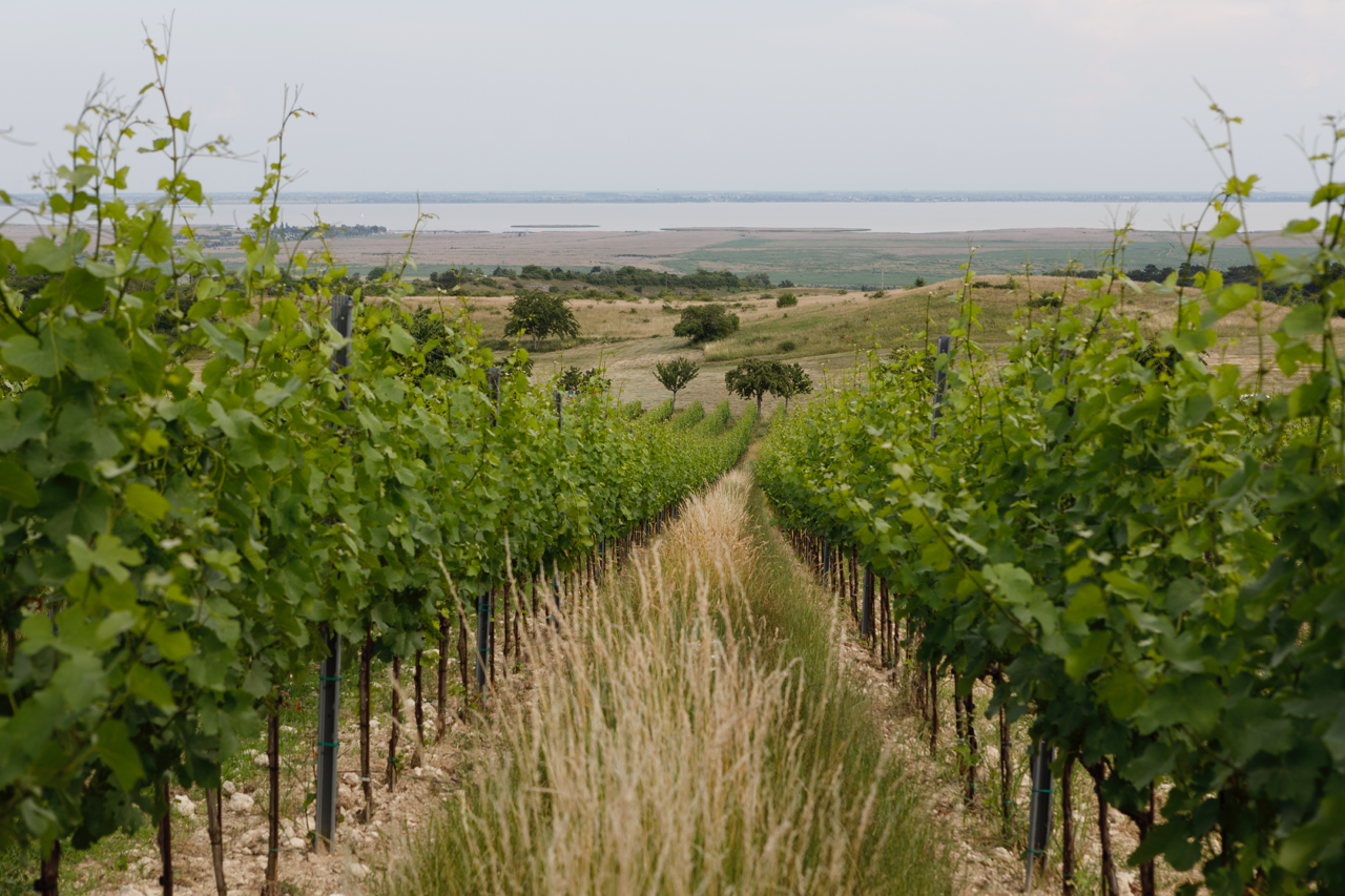 Lichtenberger González