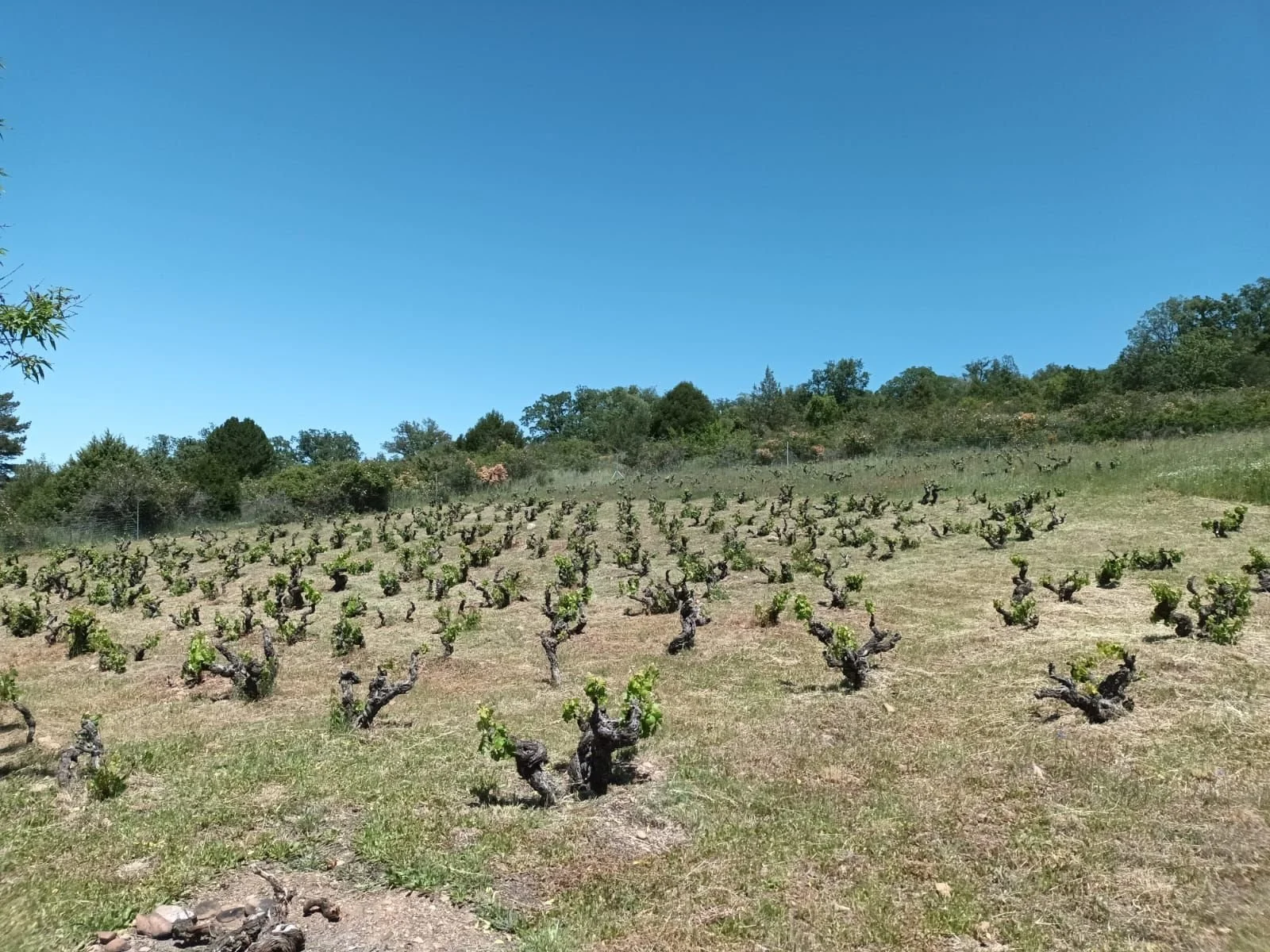 Adrián Alonso - El Serbal