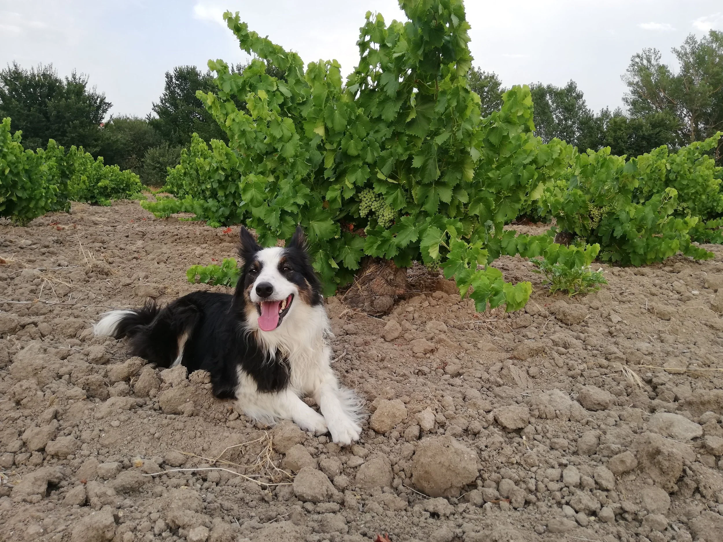 Vitícola Mentridana