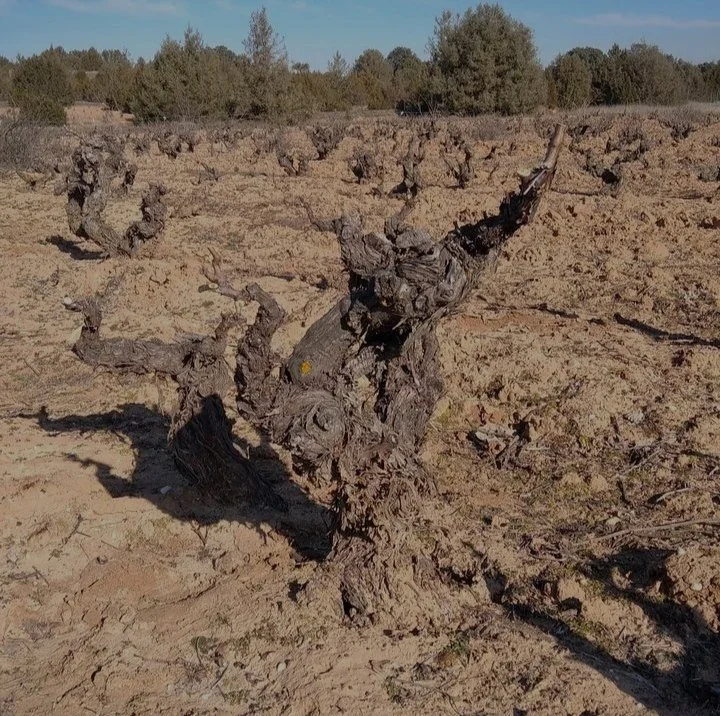 César Fernández Díaz