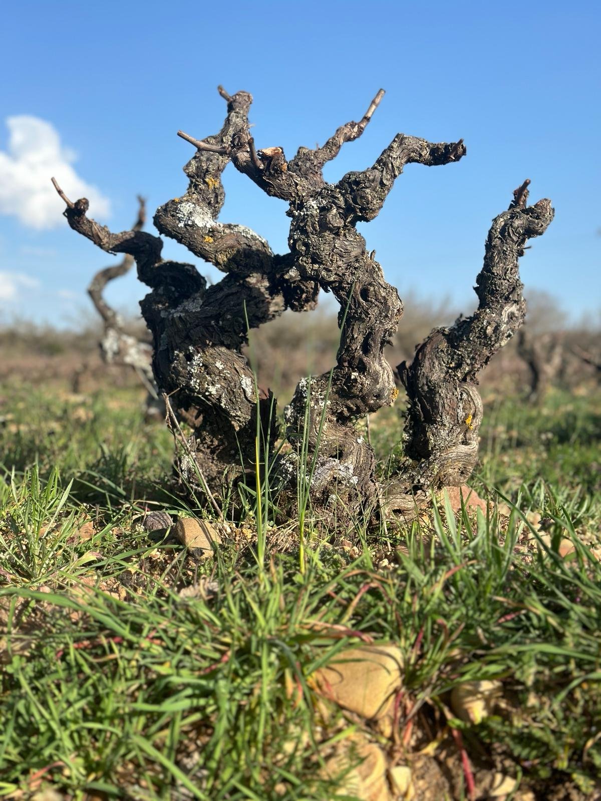 Adrián Alonso - El Serbal