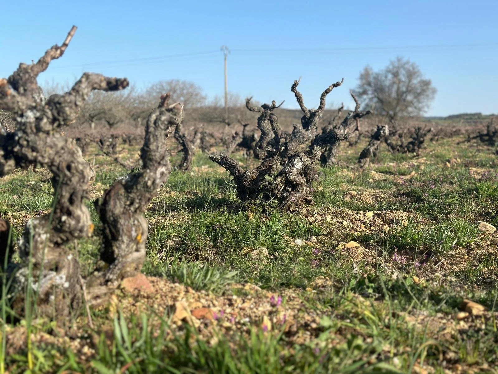 Adrián Alonso - El Serbal