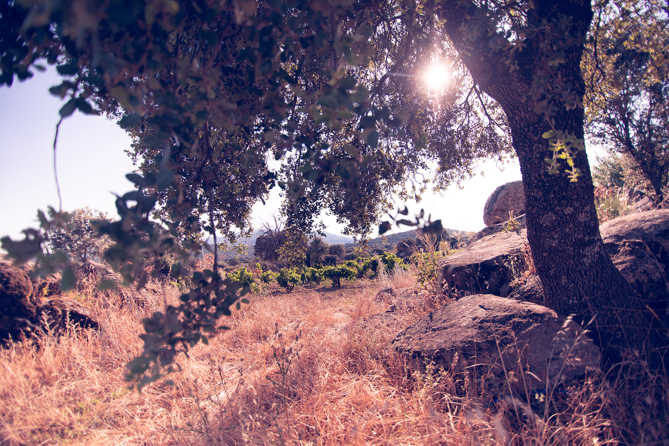 Vitícola Mentridana