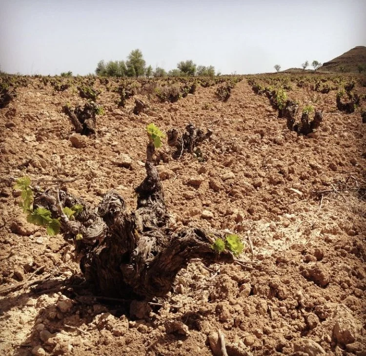La Calandria - Pura Garnacha