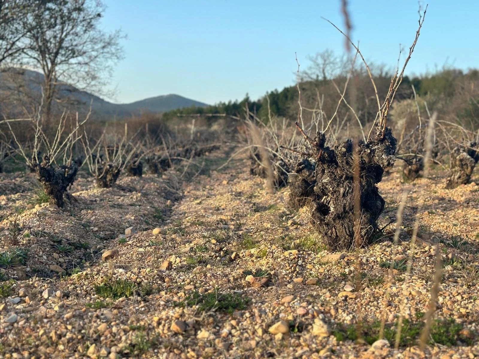 Adrián Alonso - El Serbal