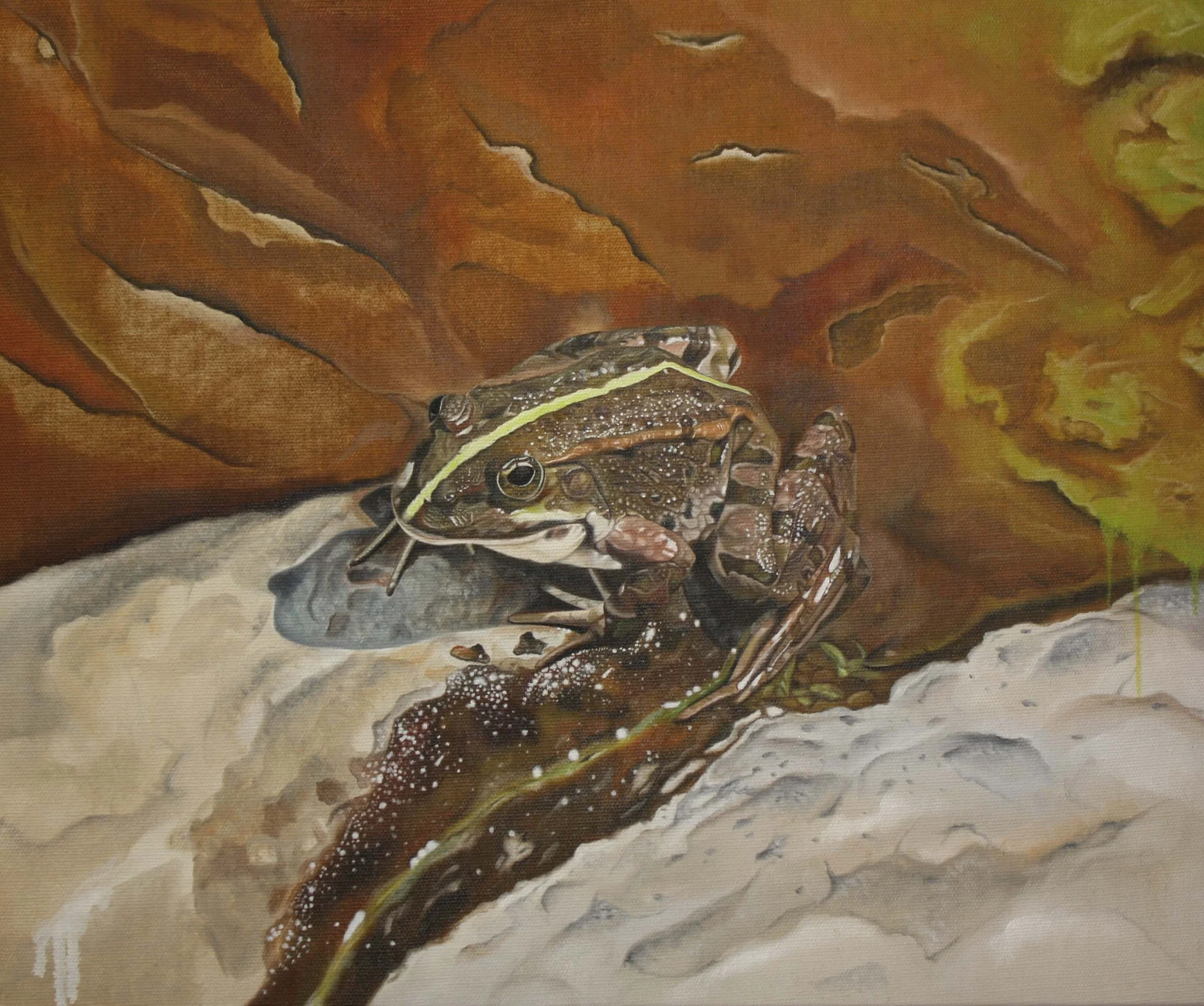 Wasserfrosch auf einem Stein am Weiherrand sitzend