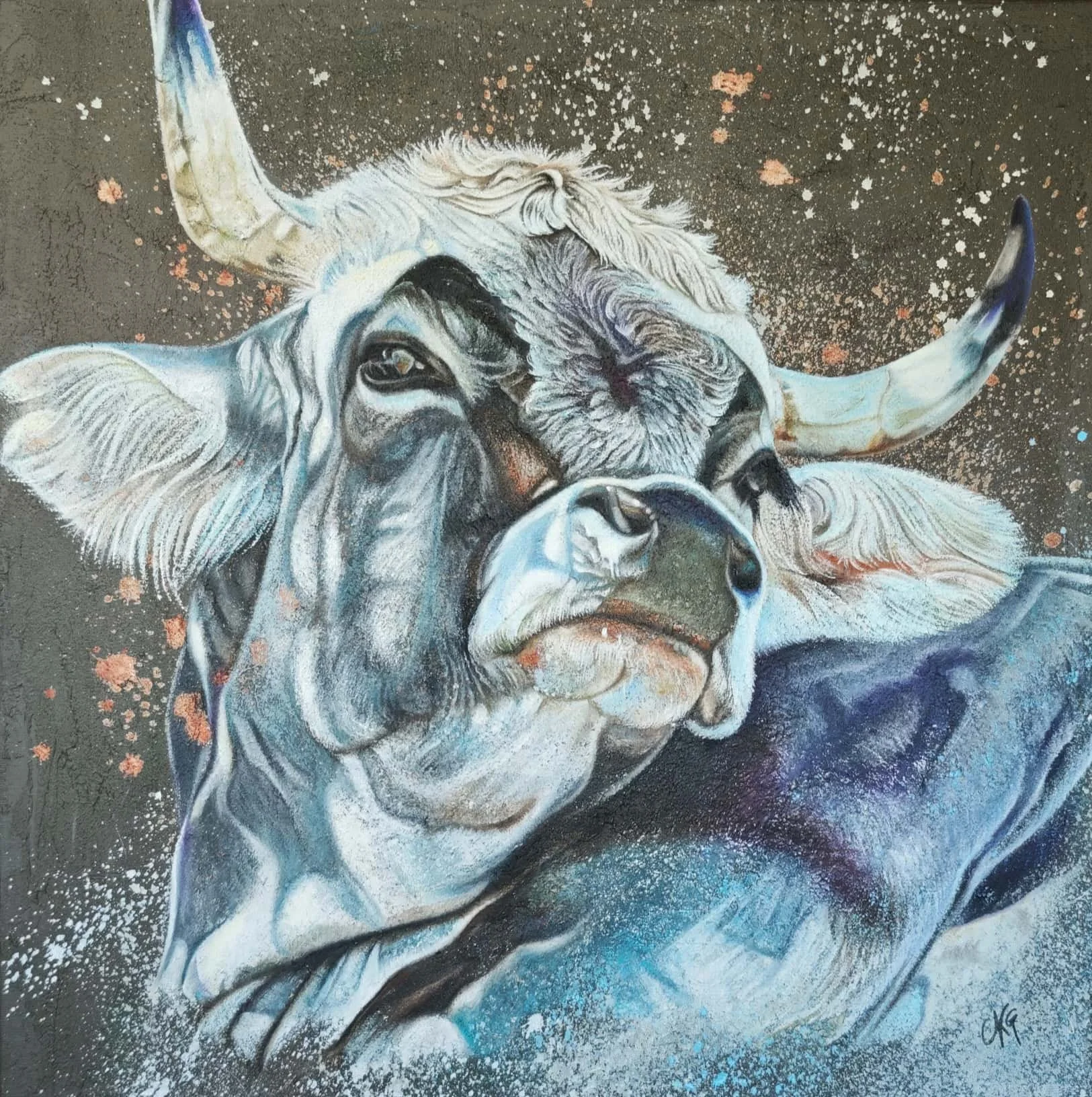 Stier Franco ein Rätisches Grauvieh, Pro Special Rara