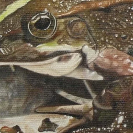 Eine Frosch im Wasser.