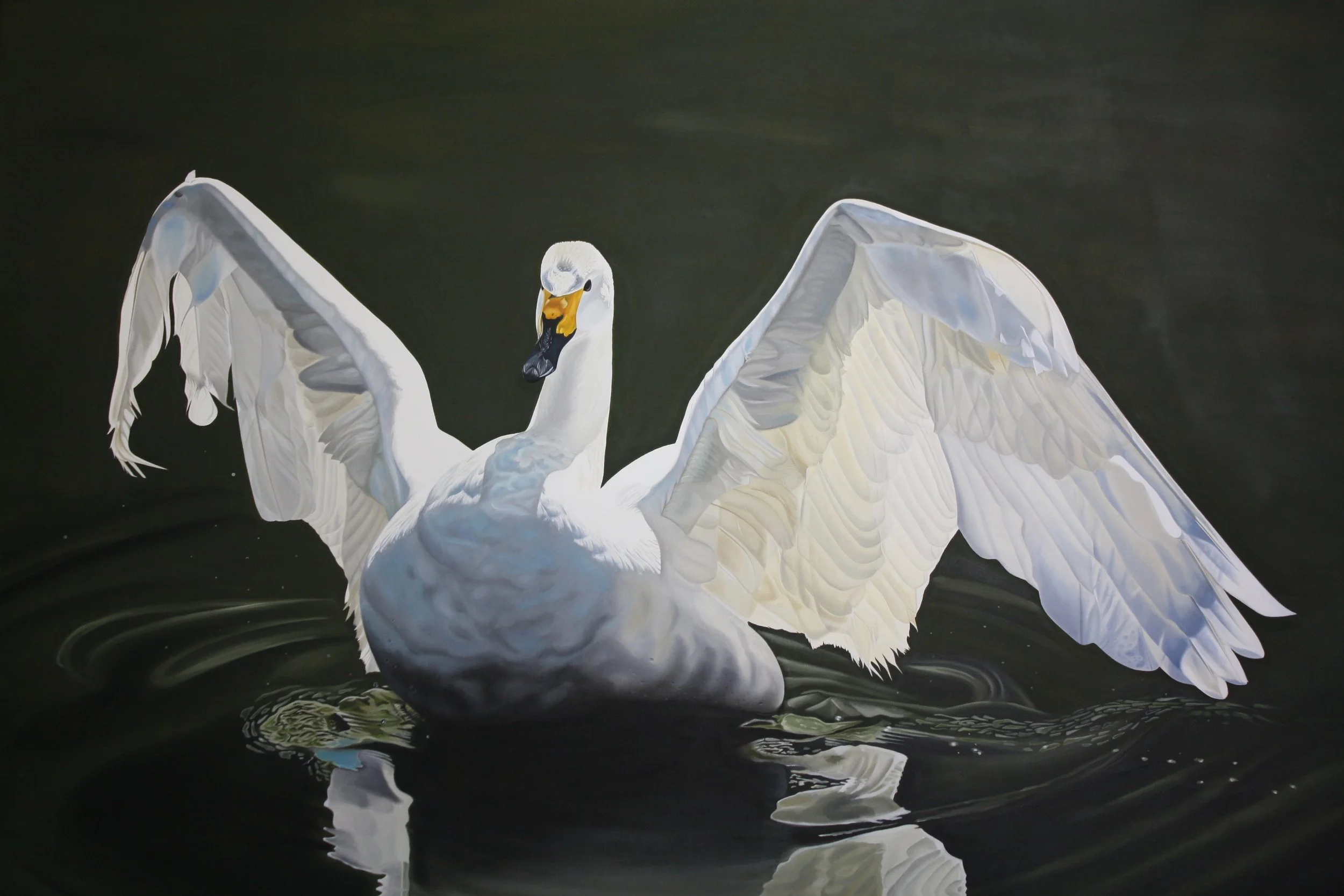 Prächtiger Singschwan mit ausgebreiteten Schwingen, dessen Federn hell erleuchtet sind durch das Sonnenlicht