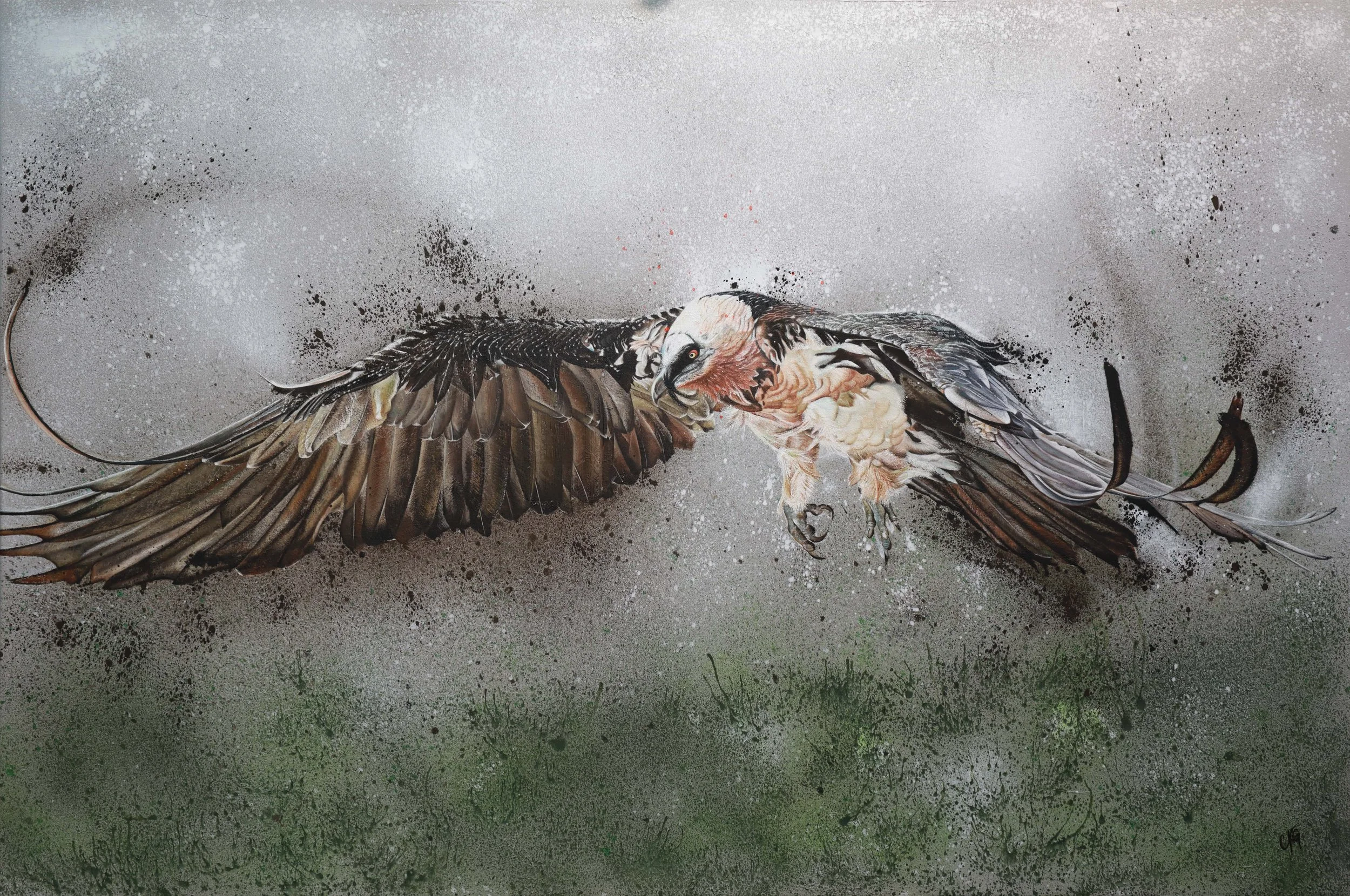 Bartgeier beim abfliegen mit ausgebreiteten und durchgebogenen Schwingen